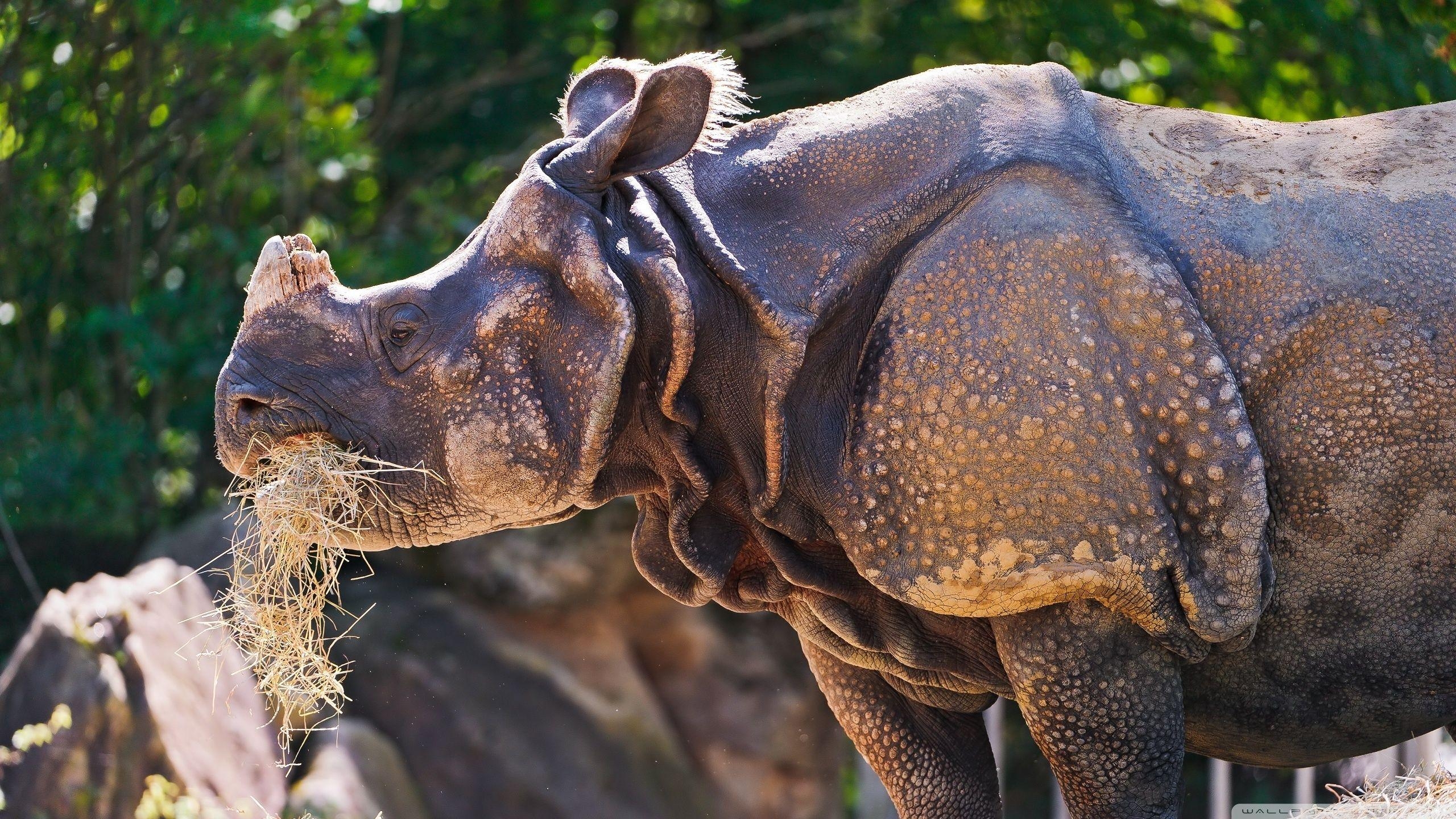 2560x1440 Rhino Eating Grass ❤ 4K HD Desktop Wallpaper for 4K Ultra HD TV, Desktop