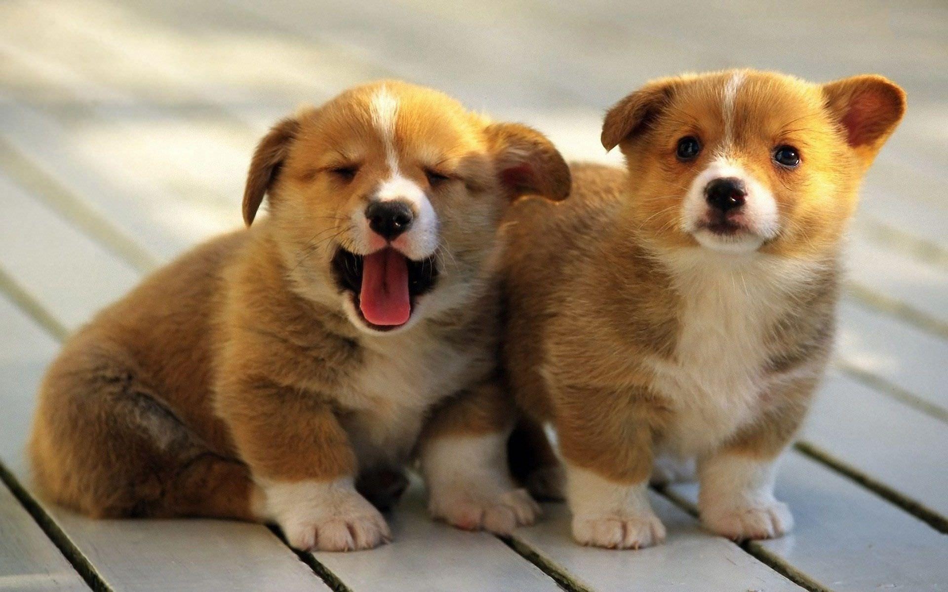 1920x1200 Corgi Wallpaper: Dog Wallpaper for Android, Desktop