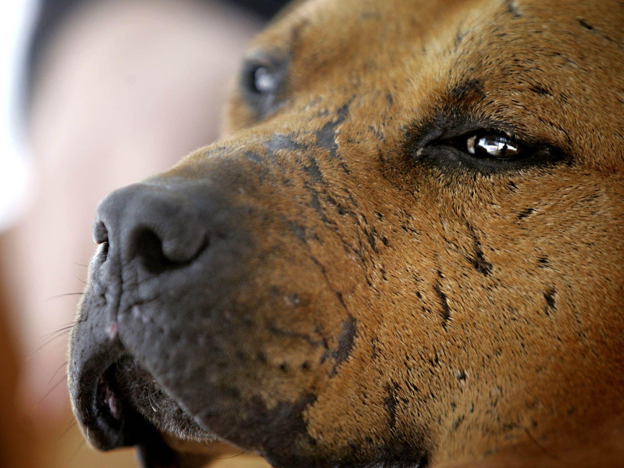 2050x1540 A scarred pit bull rescued from Michael Vick&;s dogfighting, Desktop