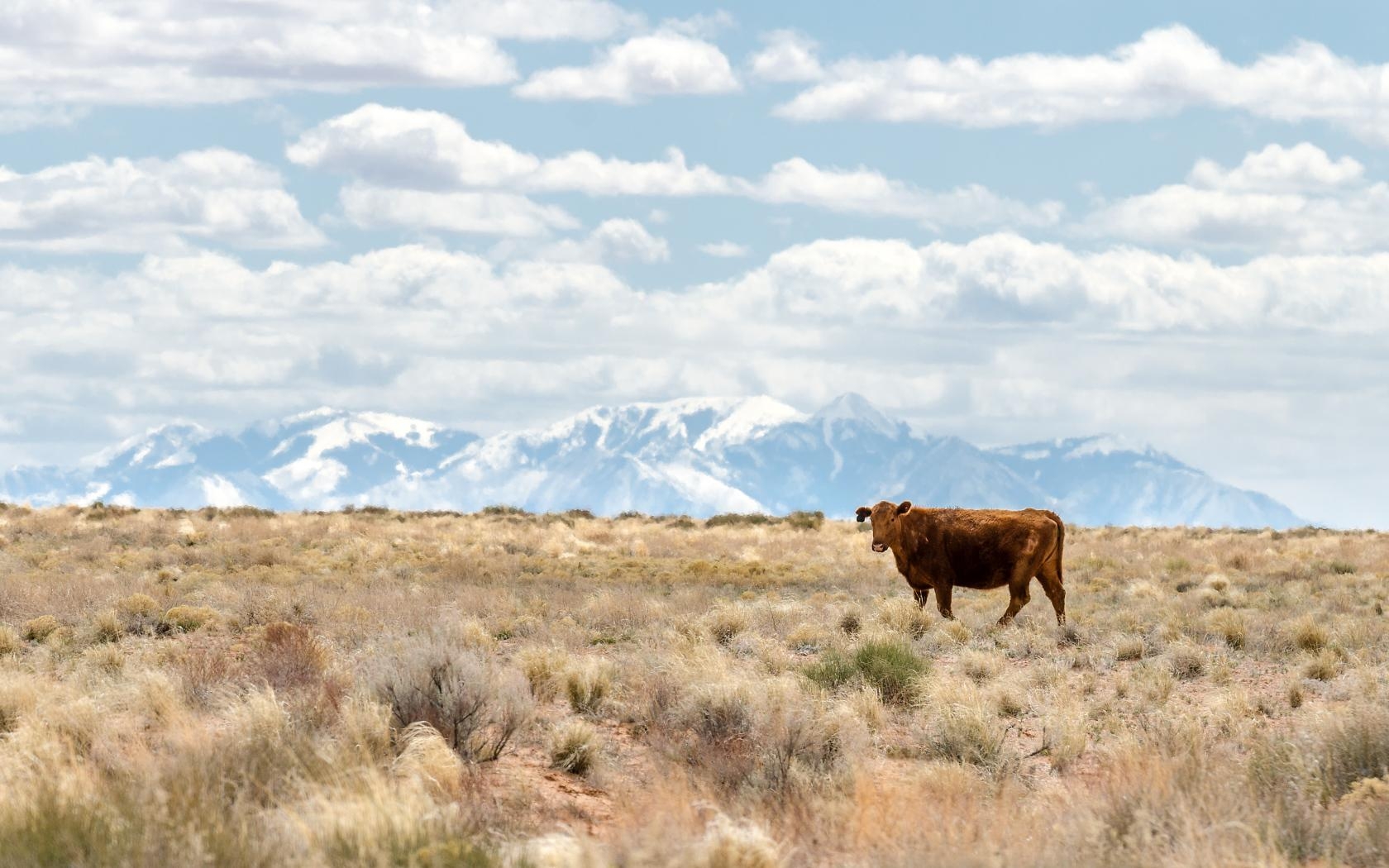 1680x1050 Lonely cow on the background of mountains Desktop wallpaper, Desktop