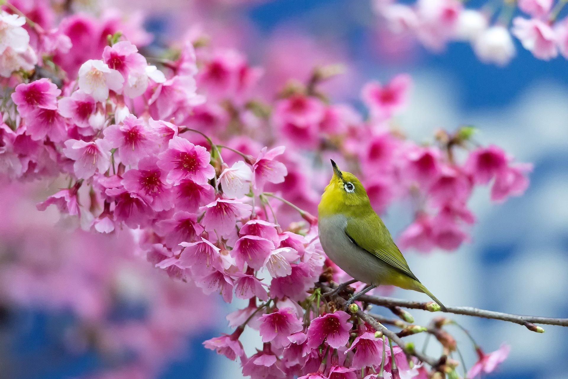 1920x1280 Spring cherry branch flowers beauty Japanese blossom bird flower, Desktop