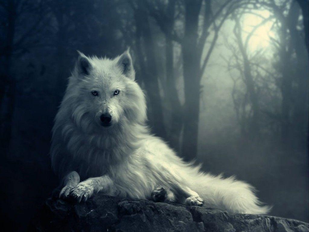 1030x770 Wallpaper For > Cool White Wolf Background, Desktop