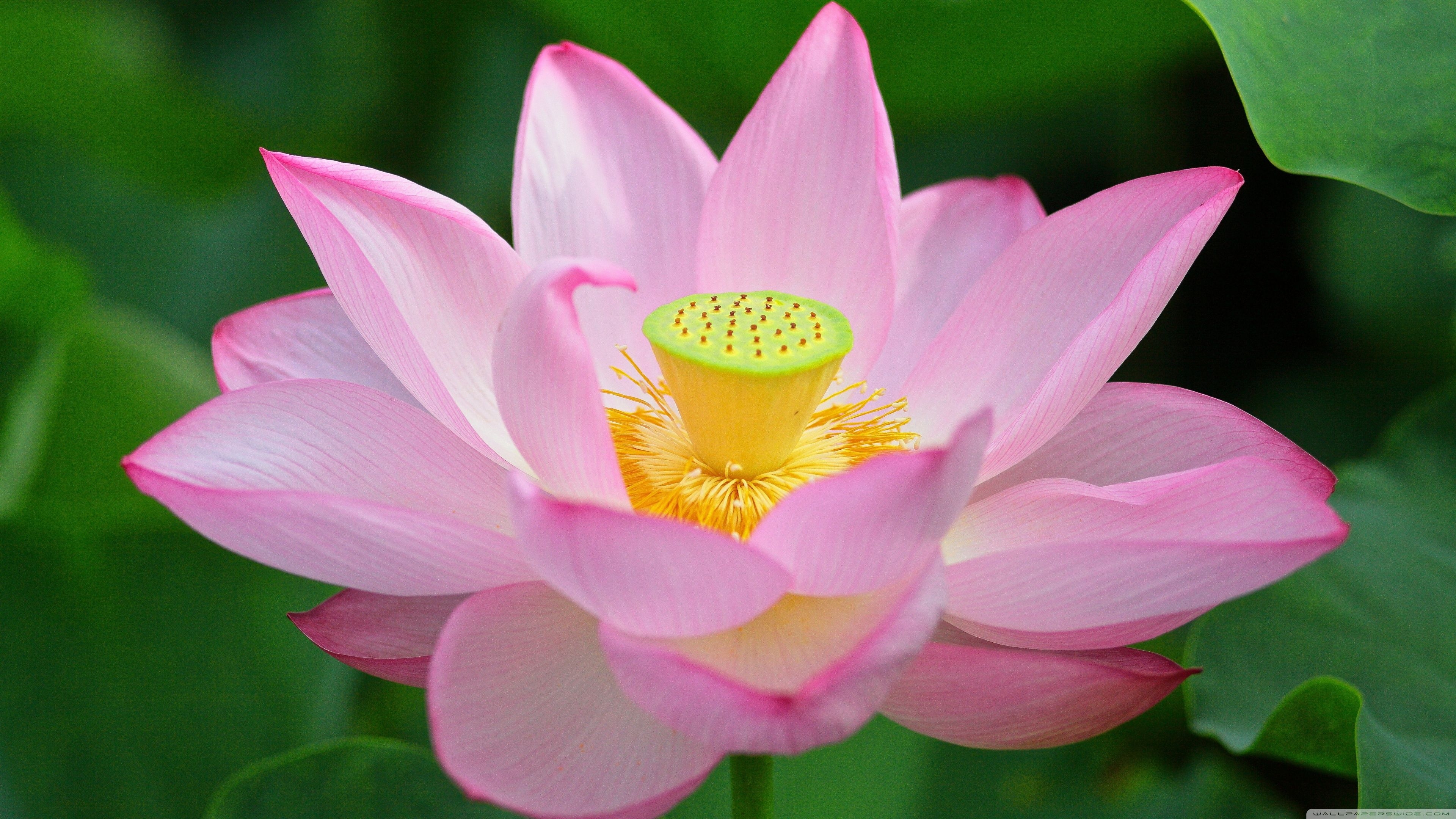 3840x2160 Pink Lotus Flower from Above Ultra HD Desktop Background Wallpaper for 4K UHD TV, Widescreen & UltraWide Desktop & Laptop, Tablet, Desktop