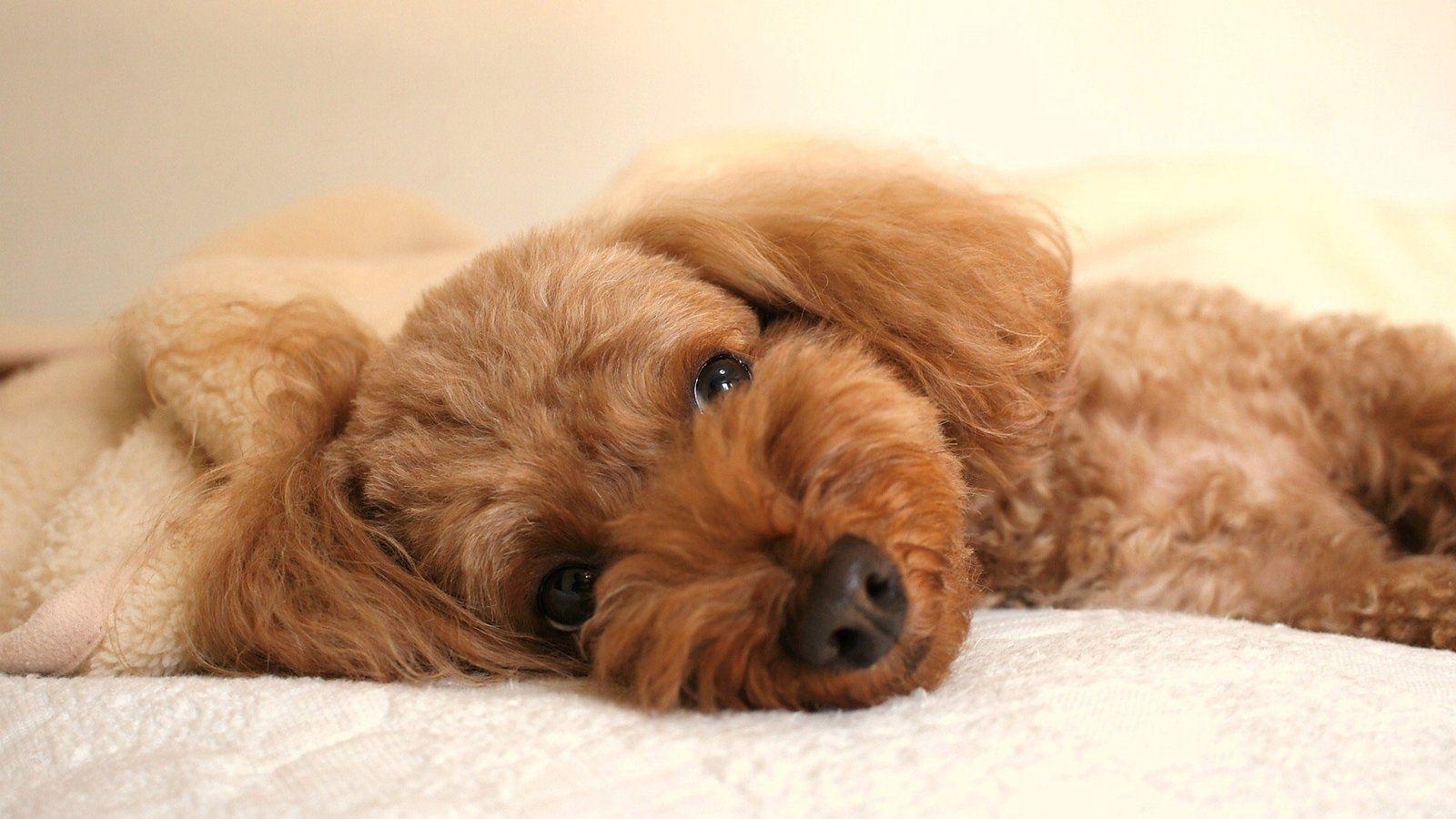 1600x900 Cuddly Poodle Wallpaper, Desktop