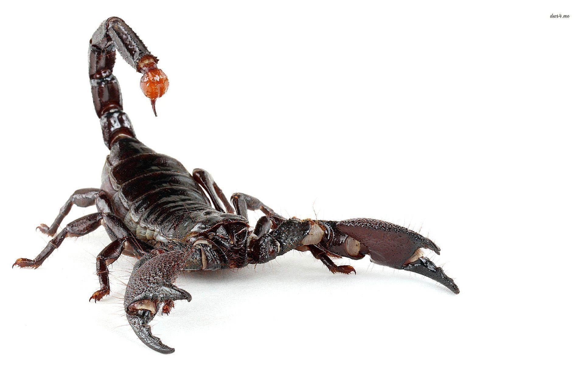 1920x1200 Scorpion Wallpaper Full HD, Desktop