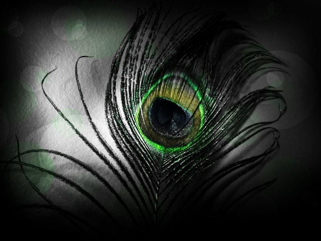 1030x770 Black Peacock Wallpaper Free Black Peacock Background, Desktop