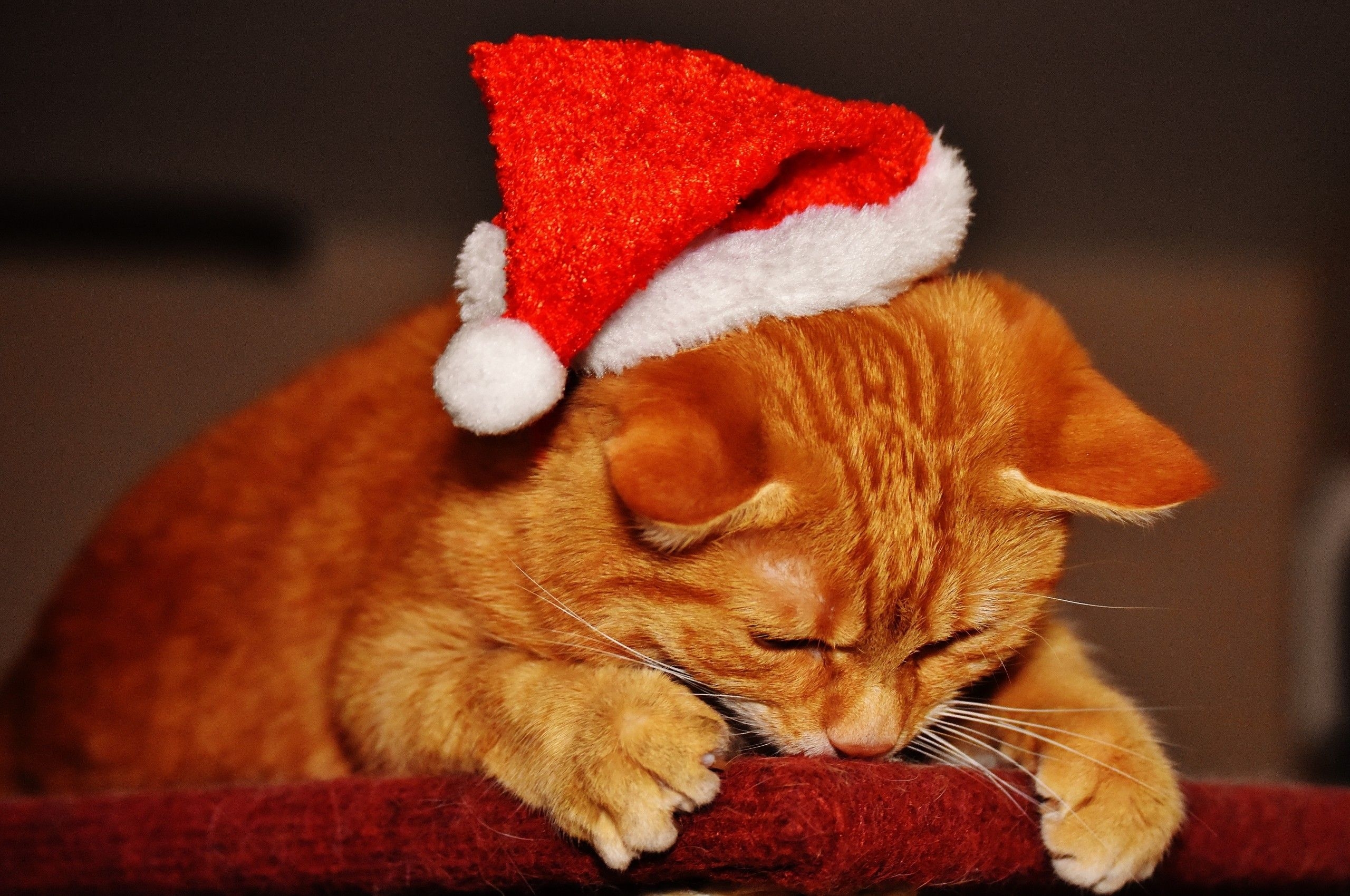 2560x1700 Download  Cat, Santa Hat, Cute, Christmas Wallpaper for Chromebook Pixel, Desktop