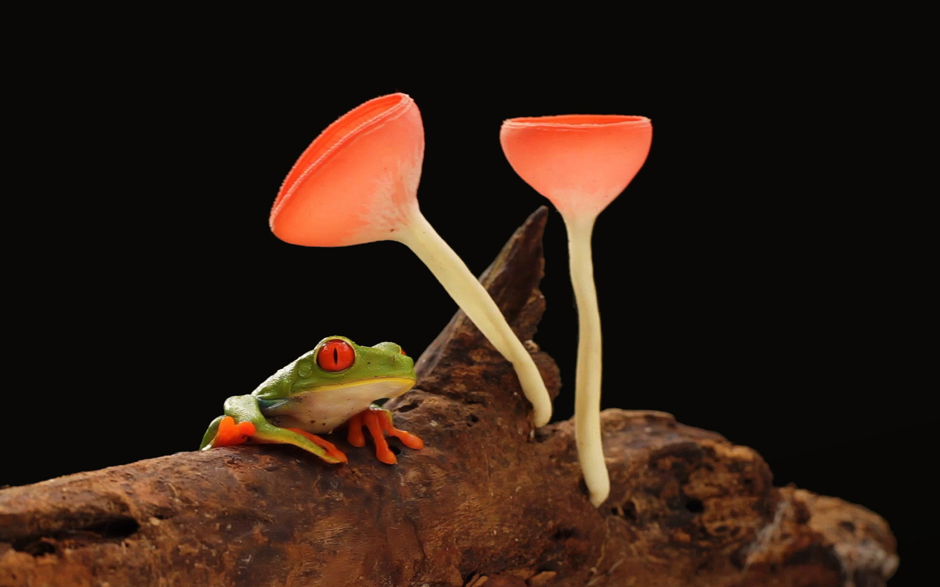 1920x1200 Frog and Mushrooms HD Wallpaper, Desktop