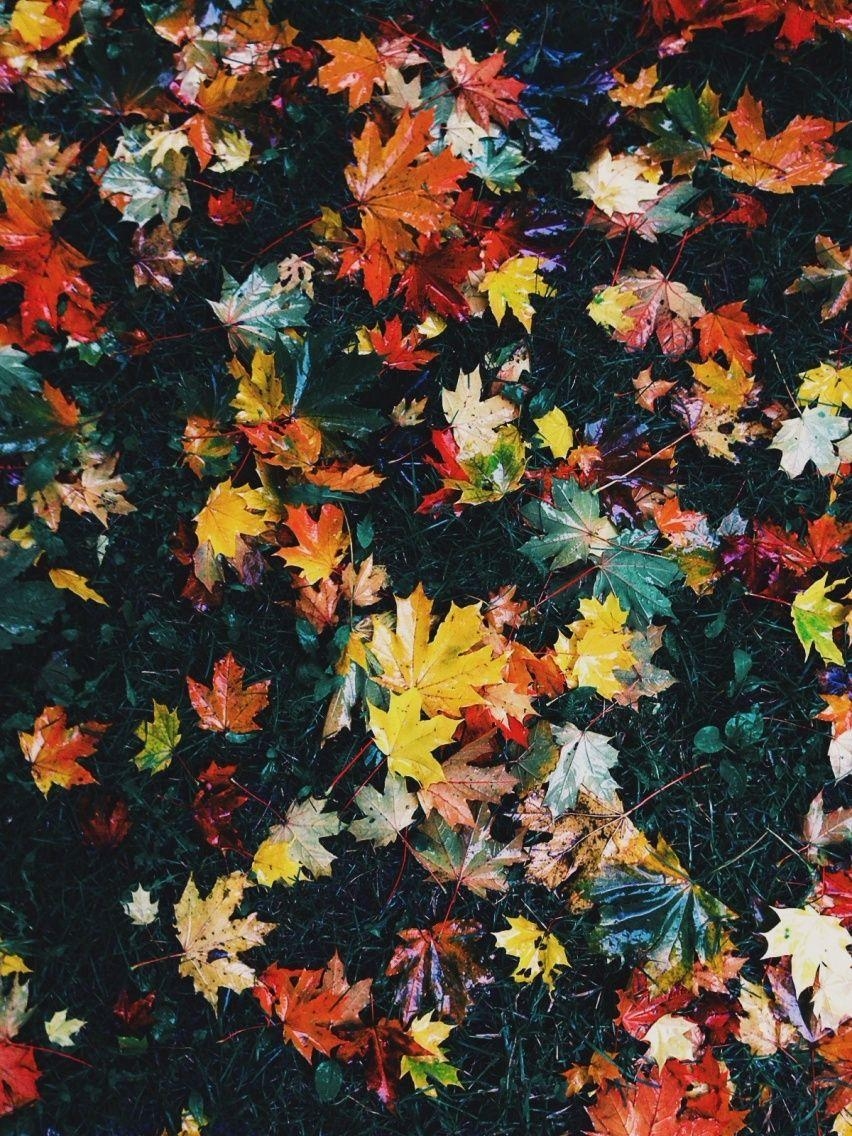 860x1140 Autumn. asphotos. VSCO Grid. Autumn aesthetic, Autumn inspiration, Autumn leaves, Phone