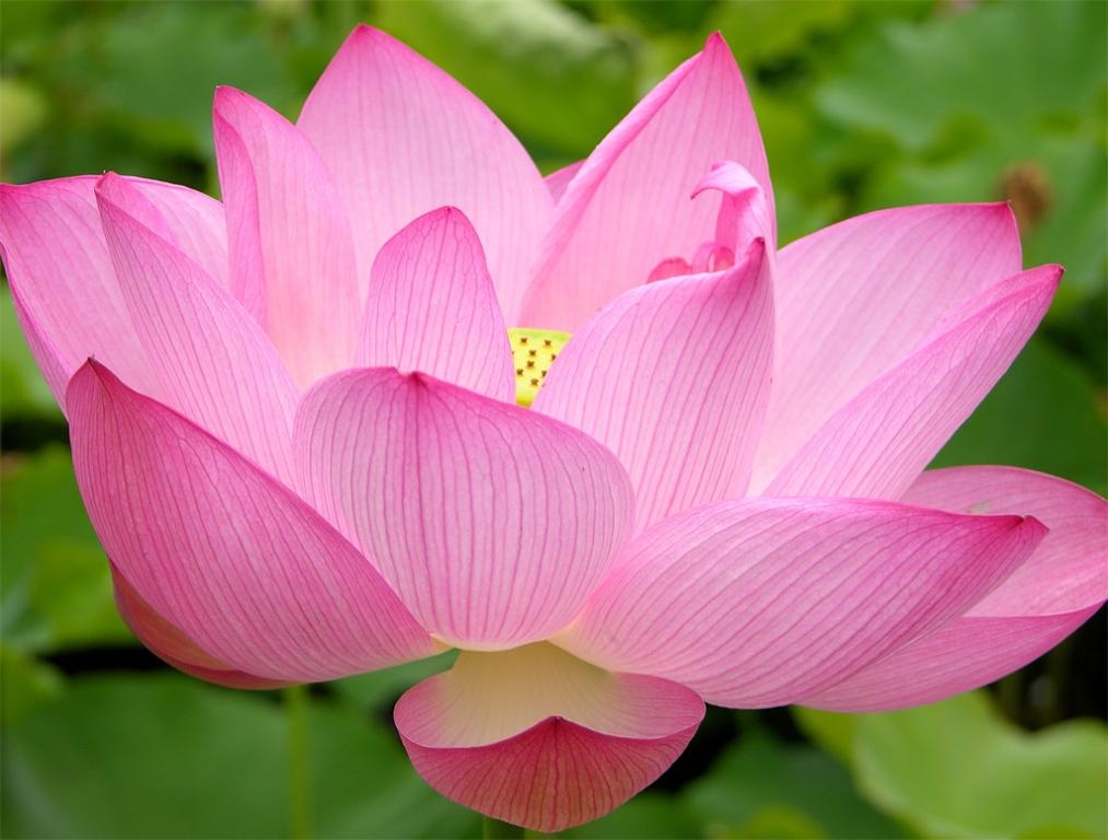 1020x770 Pink Water Lily Wallpaper, Desktop