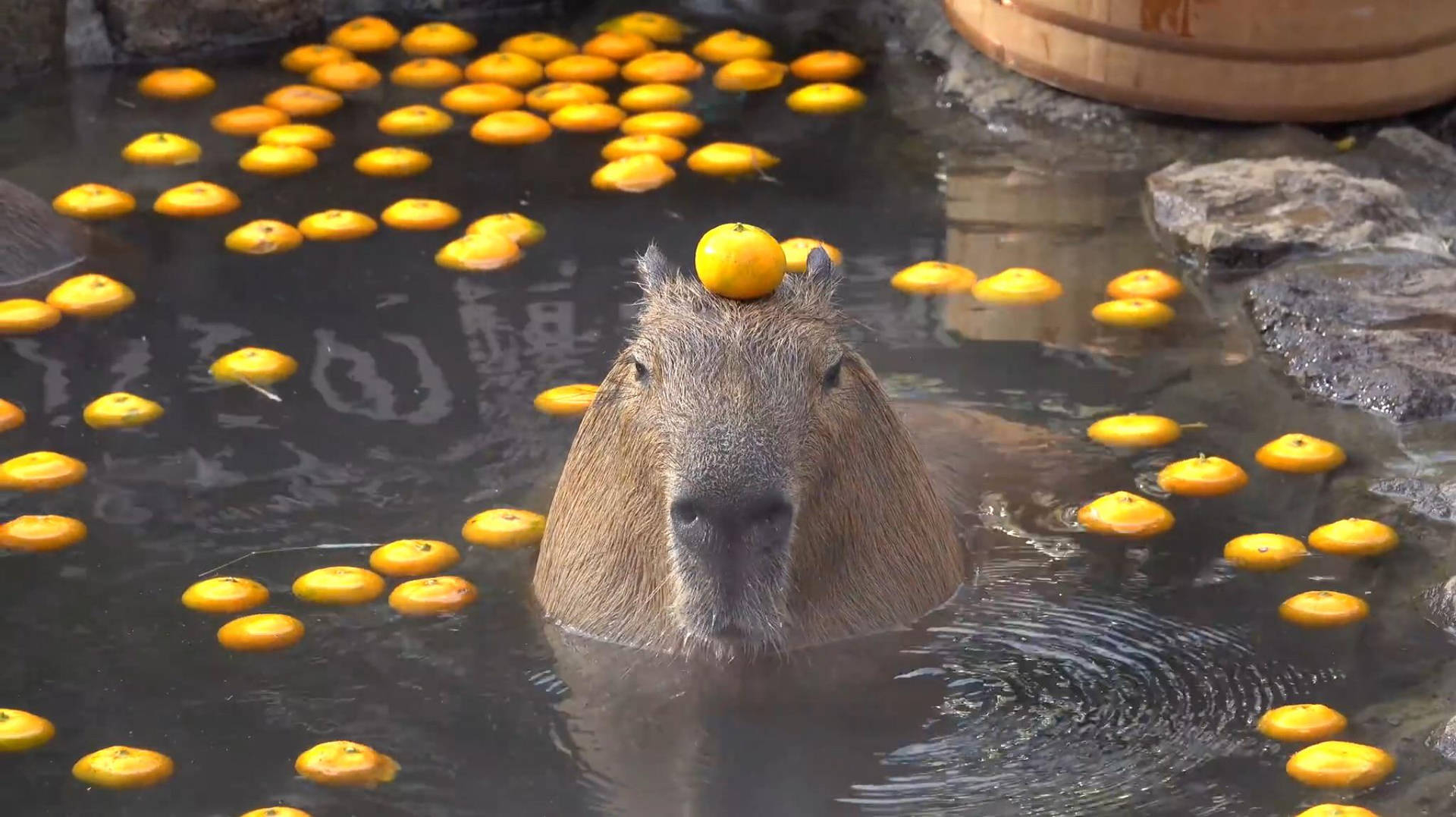 1920x1080 Capybara Wallpaper, Desktop