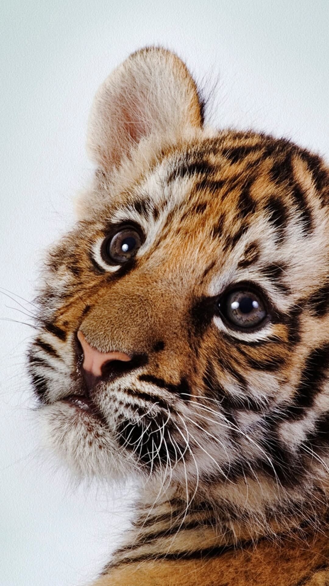 1080x1920 Free download Cute Baby Tiger Wallpaper - [], Phone