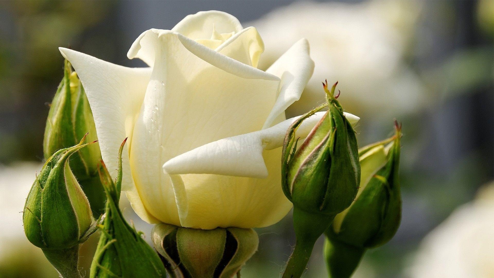 1920x1080 HD Wallpaper 1080p White Rose Wallpaper OS, Desktop