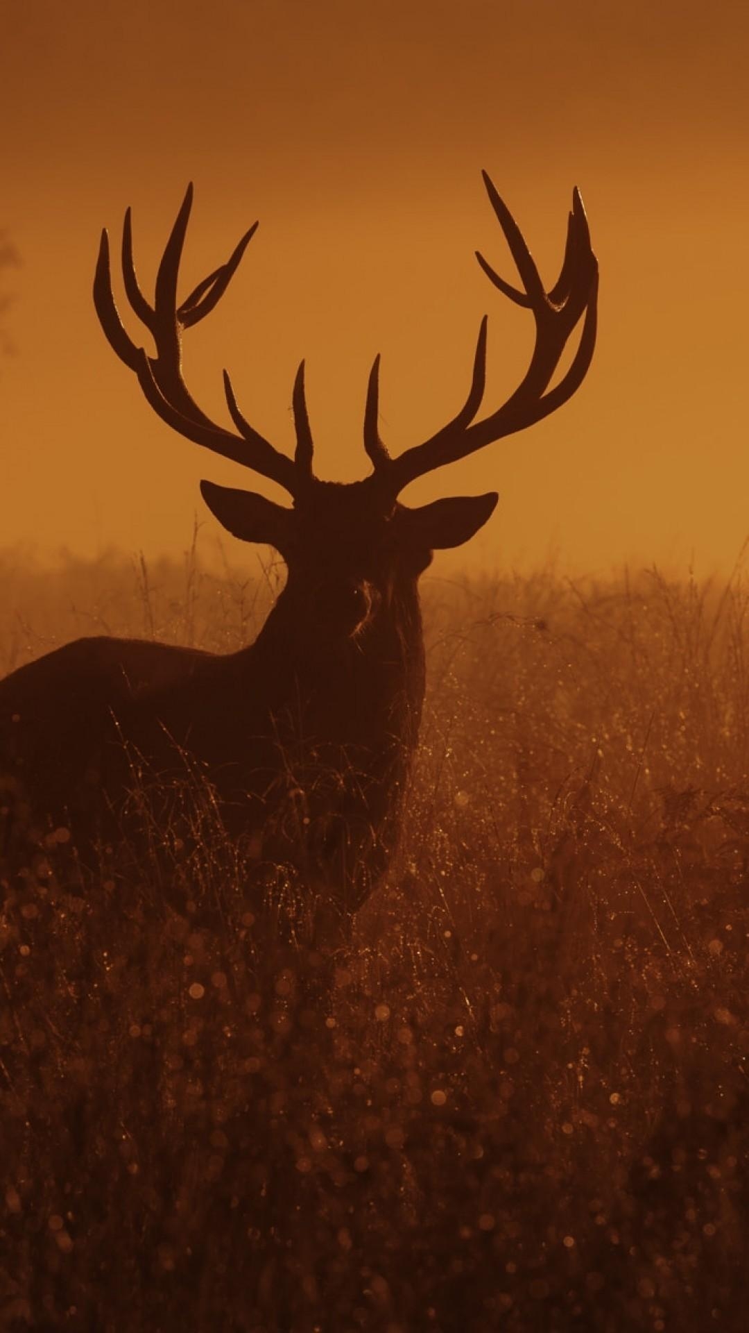 1080x1920 Download  Deer, Sunset, Dusk Wallpaper for iPhone 8, Phone