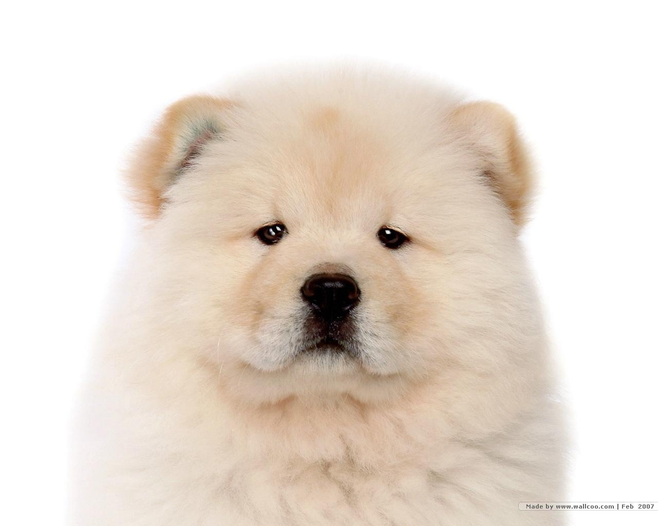 1280x1030 Chow Chow Puppy Wallpaper, Desktop