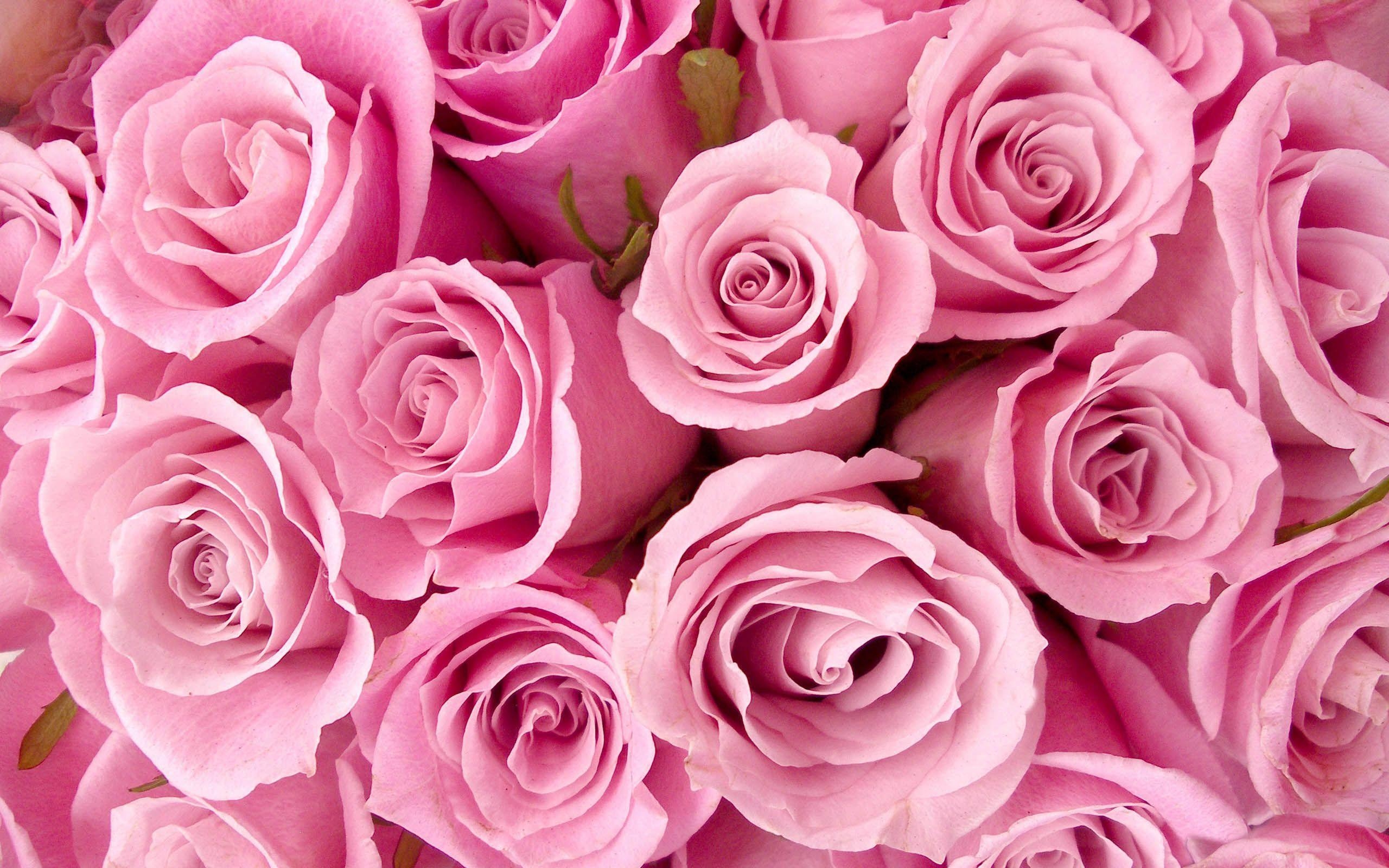 2560x1600 Gift Pink Rose Flowers Macro Wallpaper Android Wallpaper, Desktop