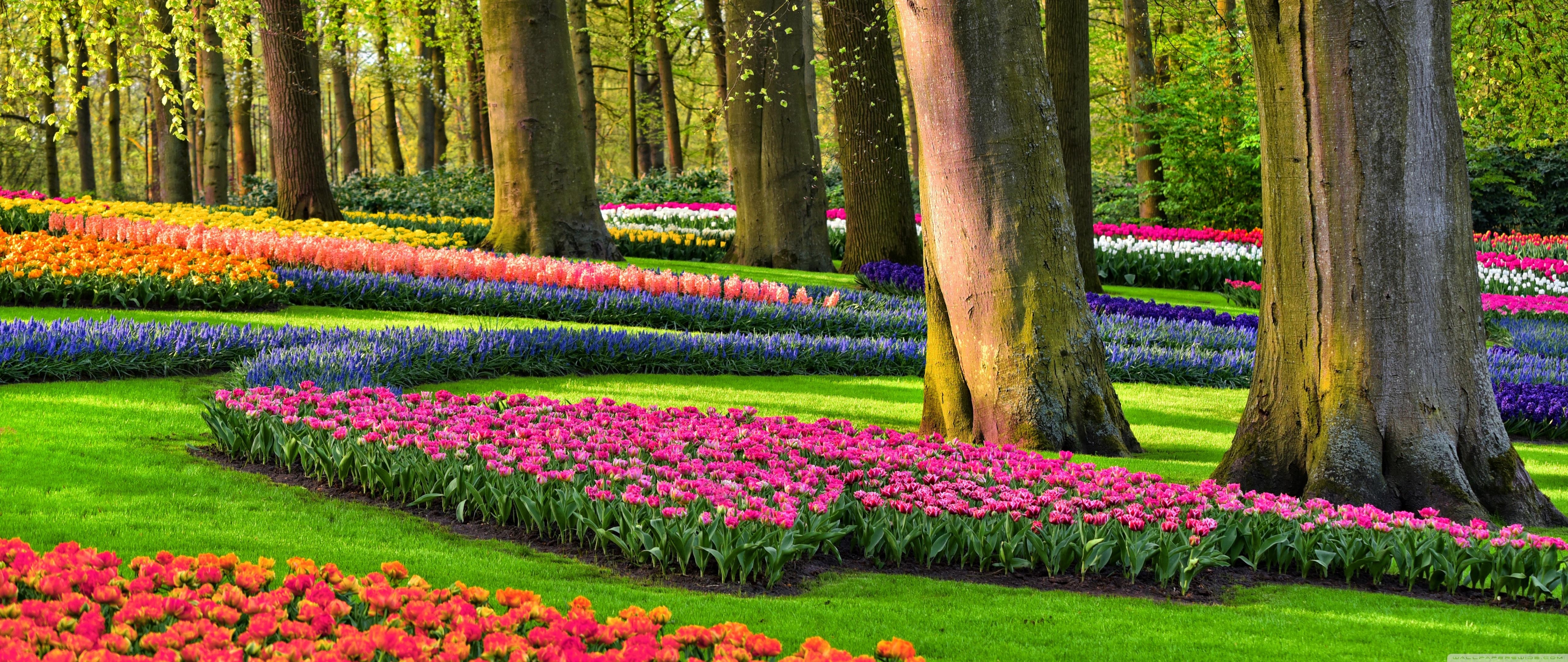 5120x2160 Colorful Spring Gardens, Holland, Netherlands Ultra HD Desktop Background Wallpaper for 4K UHD TV, Widescreen & UltraWide Desktop & Laptop, Tablet, Dual Screen