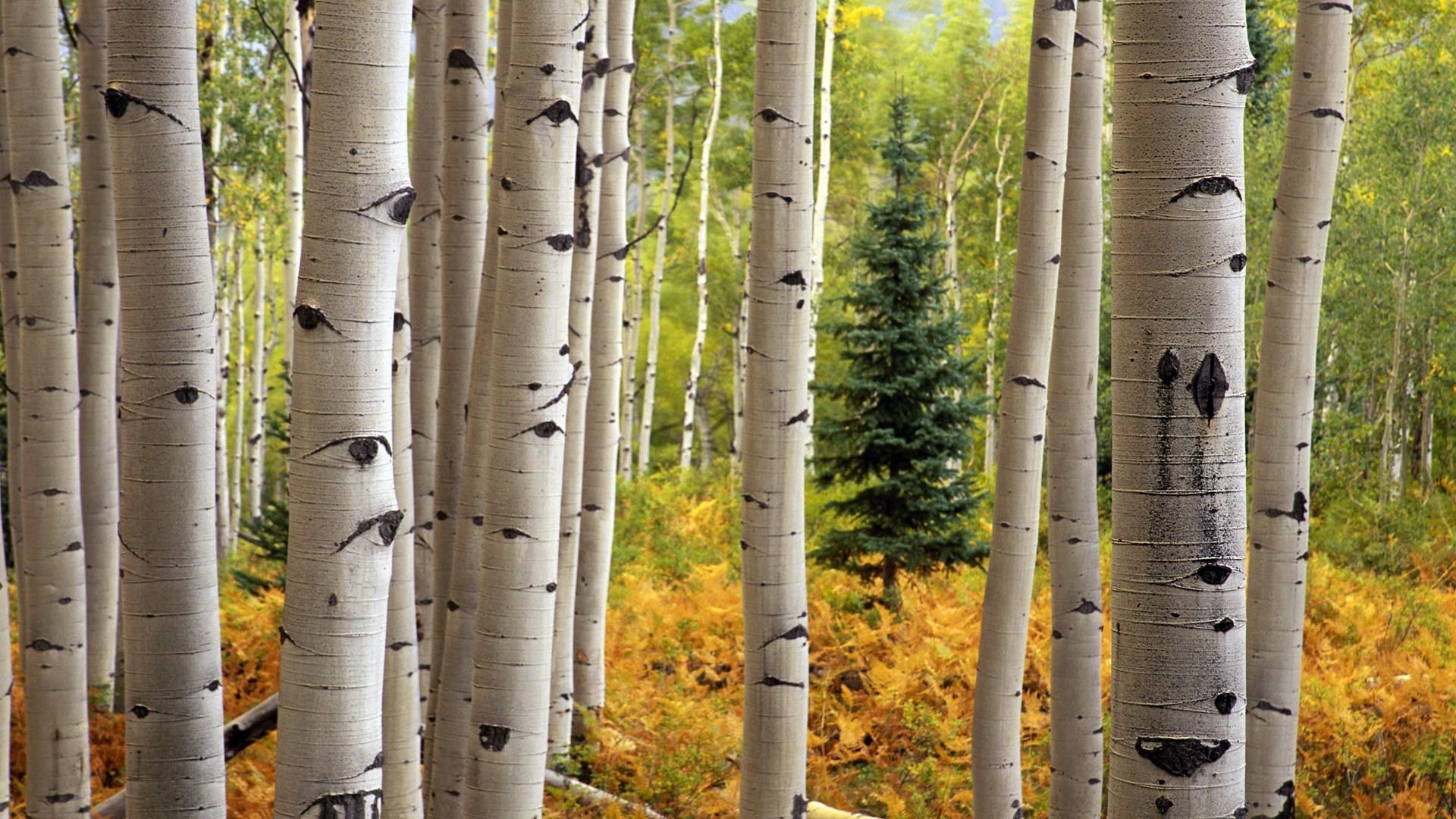 1920x1080 Aspen Tree Wallpaper HD, Desktop