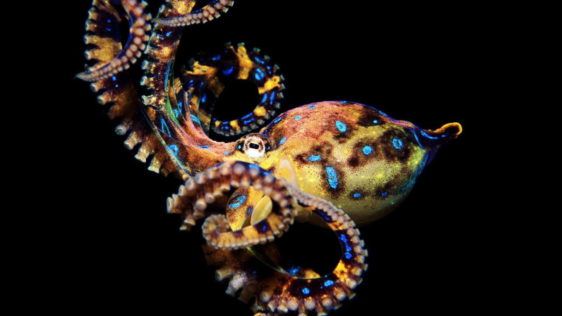 1920x1080 Octopus HD Wallpaper 1080p Wallpaper Inn. Ocean pretty, Desktop