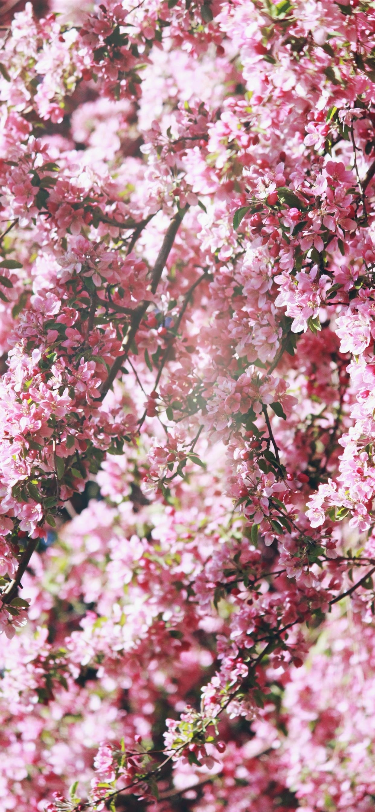 1250x2690 pink flowers iPhone X Wallpaper Free Download, Phone