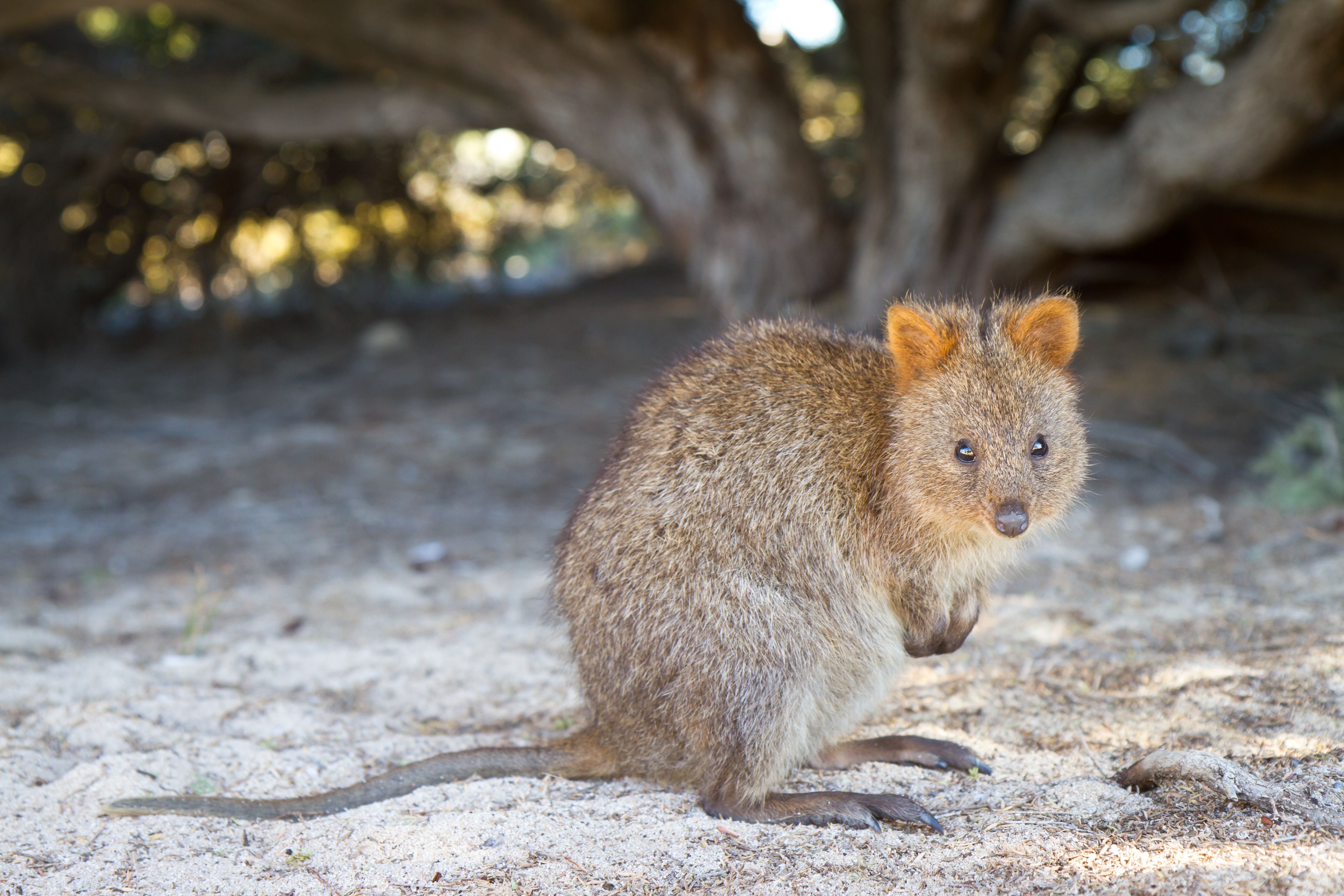 5190x3460 Quokka, Desktop