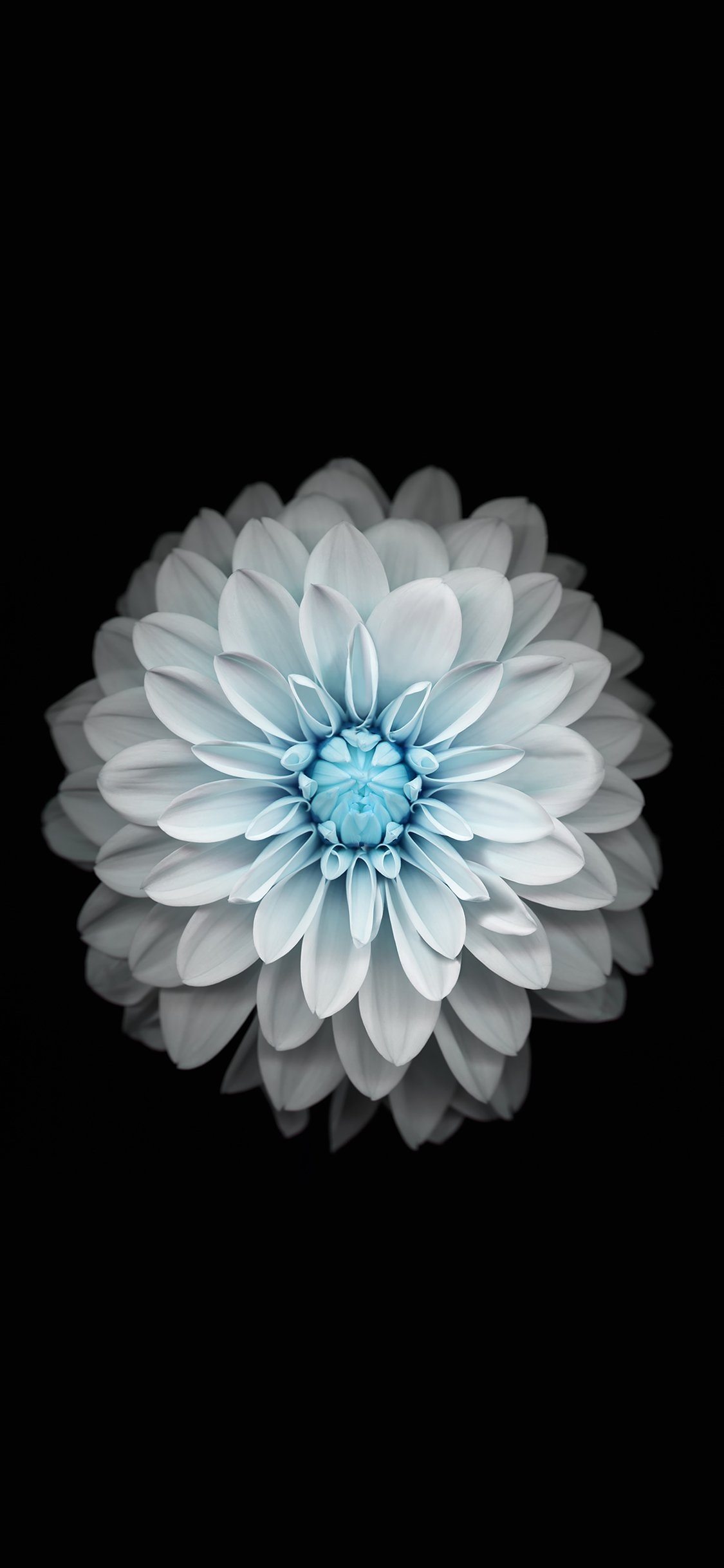 1130x2440 Wallpaper Apple Iphone6 Plus Ios8 Flower Blue Wallpaper, Phone