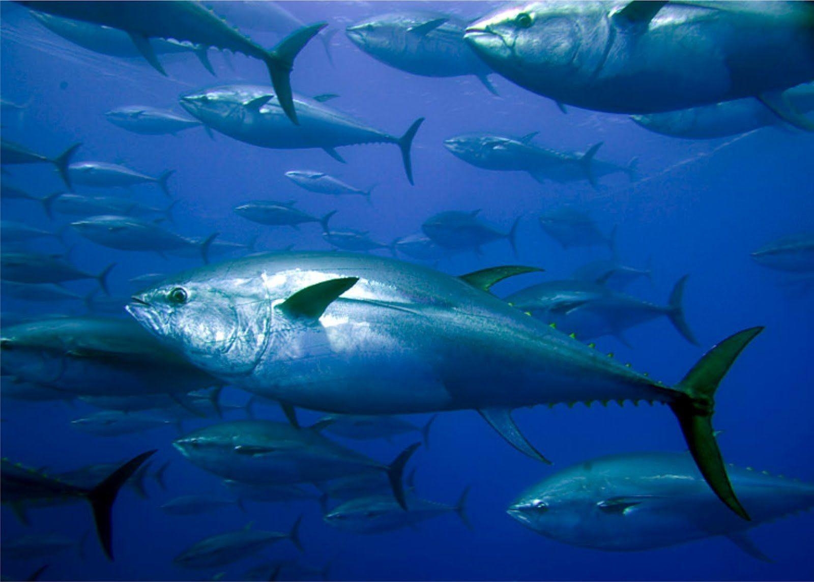 1600x1150 Tuna HD Wallpaper and Background Image, Desktop