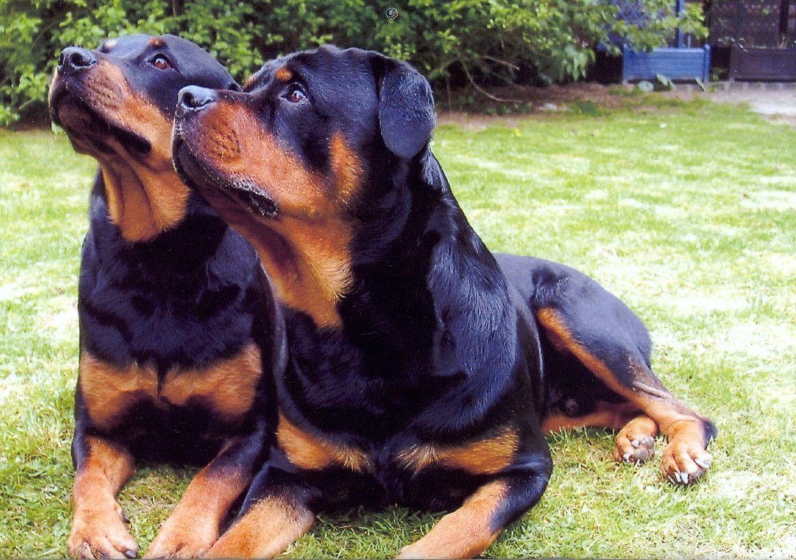 1150x810 Rottweiler Dog Image. Rottweiler Dog Desktop Wallpaper. Cool, Desktop