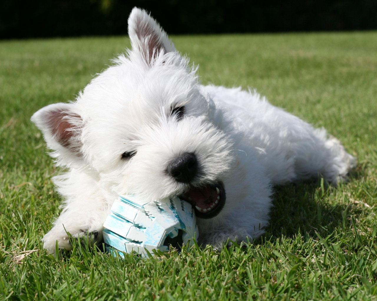 1280x1030 Dog West Highland Terrier Wallpaper. PicsWallpaper, Desktop