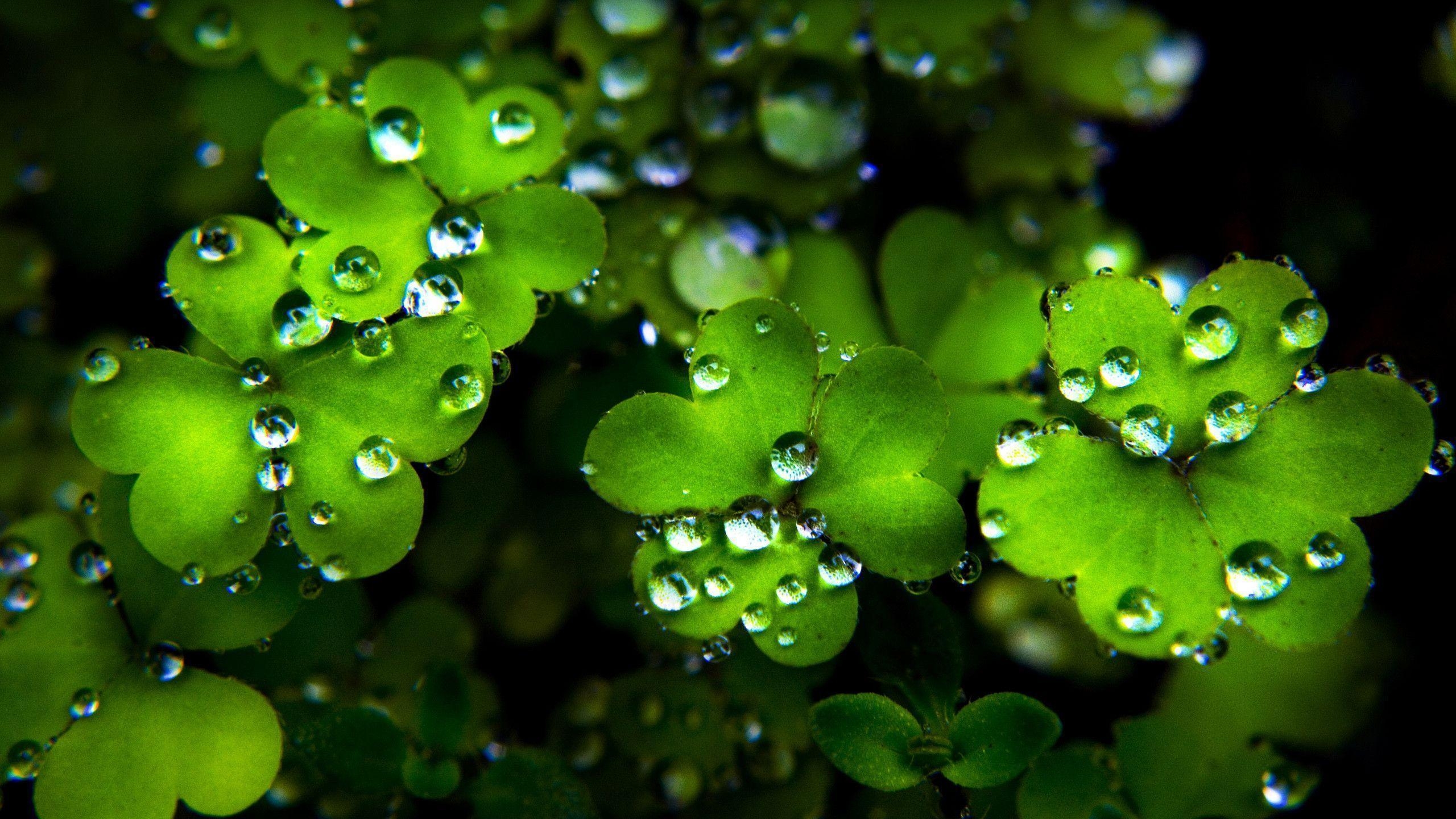 2560x1440 Clover Wallpaper for St. Patrick&;s Day, Desktop