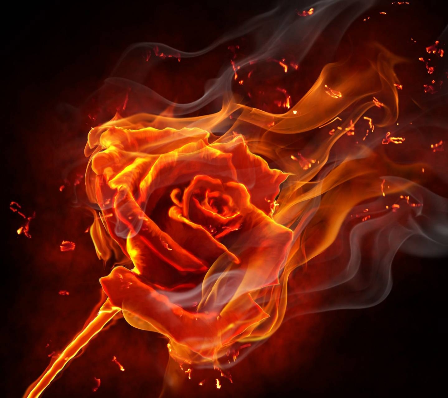 1440x1280 fire rose wallpaper, Desktop