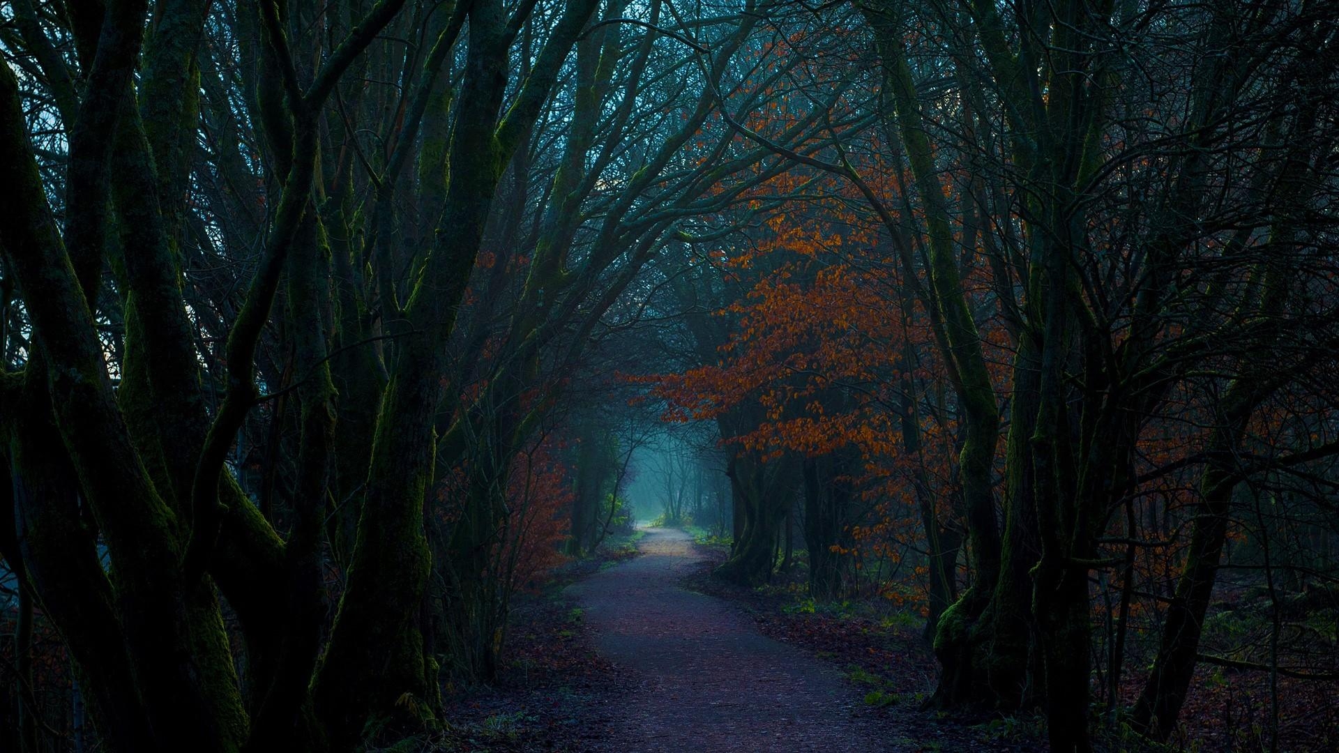 1920x1080 Dark Autumn Forest Path HD Wallpaper. Background Image, Desktop