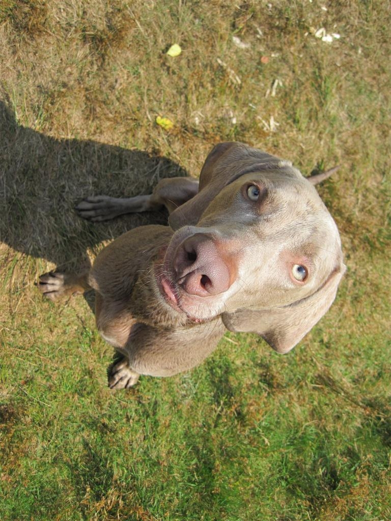 770x1030 Weimaraner dog looking at you photo and wallpaper. Beautiful, Phone