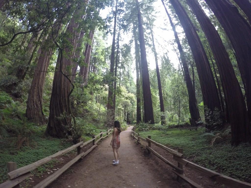 1030x770 EXPLORING MUIR WOODS, Desktop