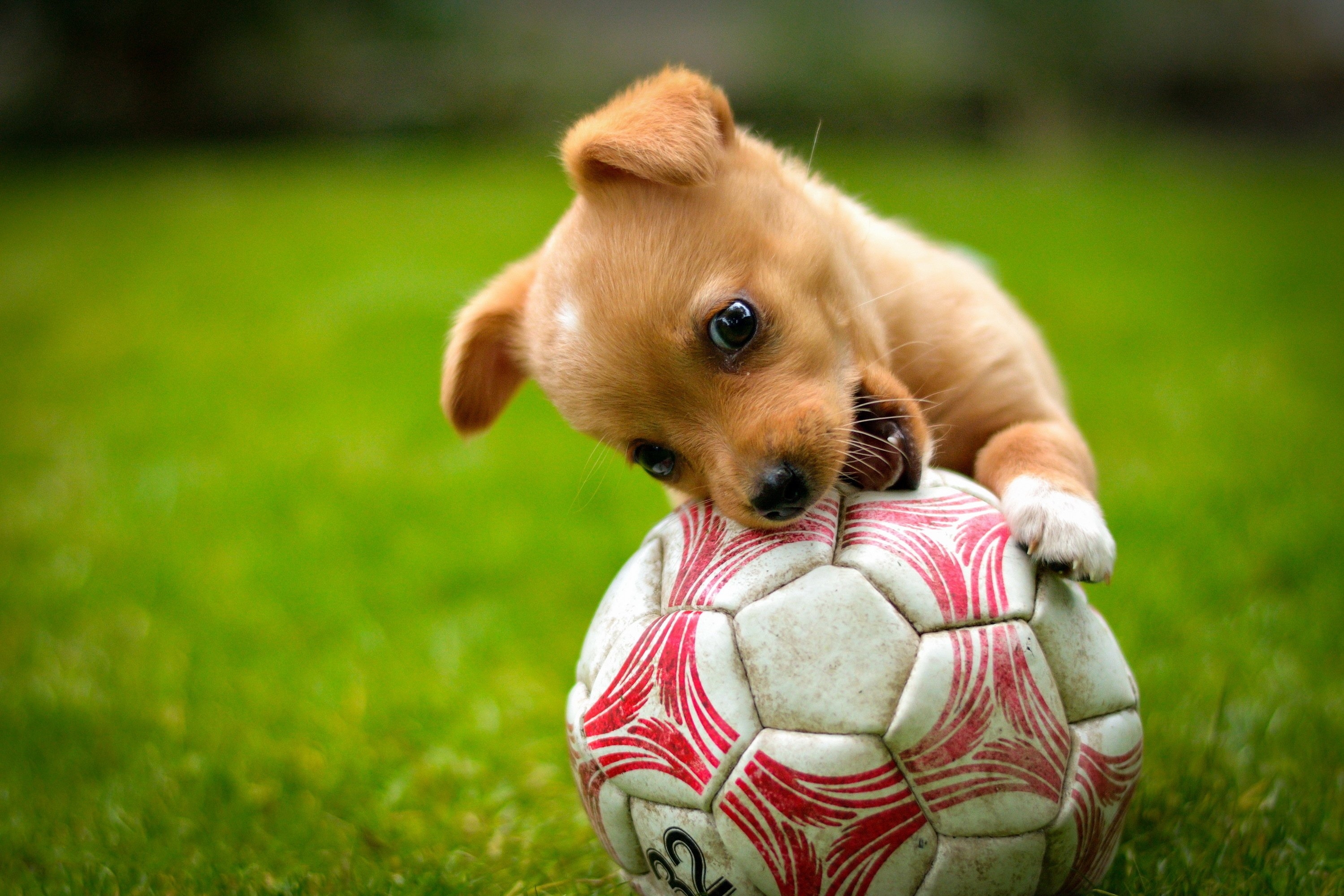 3000x2000 ball, Game, Red, Dog, Lawn, Puppy, Soccer Wallpaper HD / Desktop and Mobile Background, Desktop