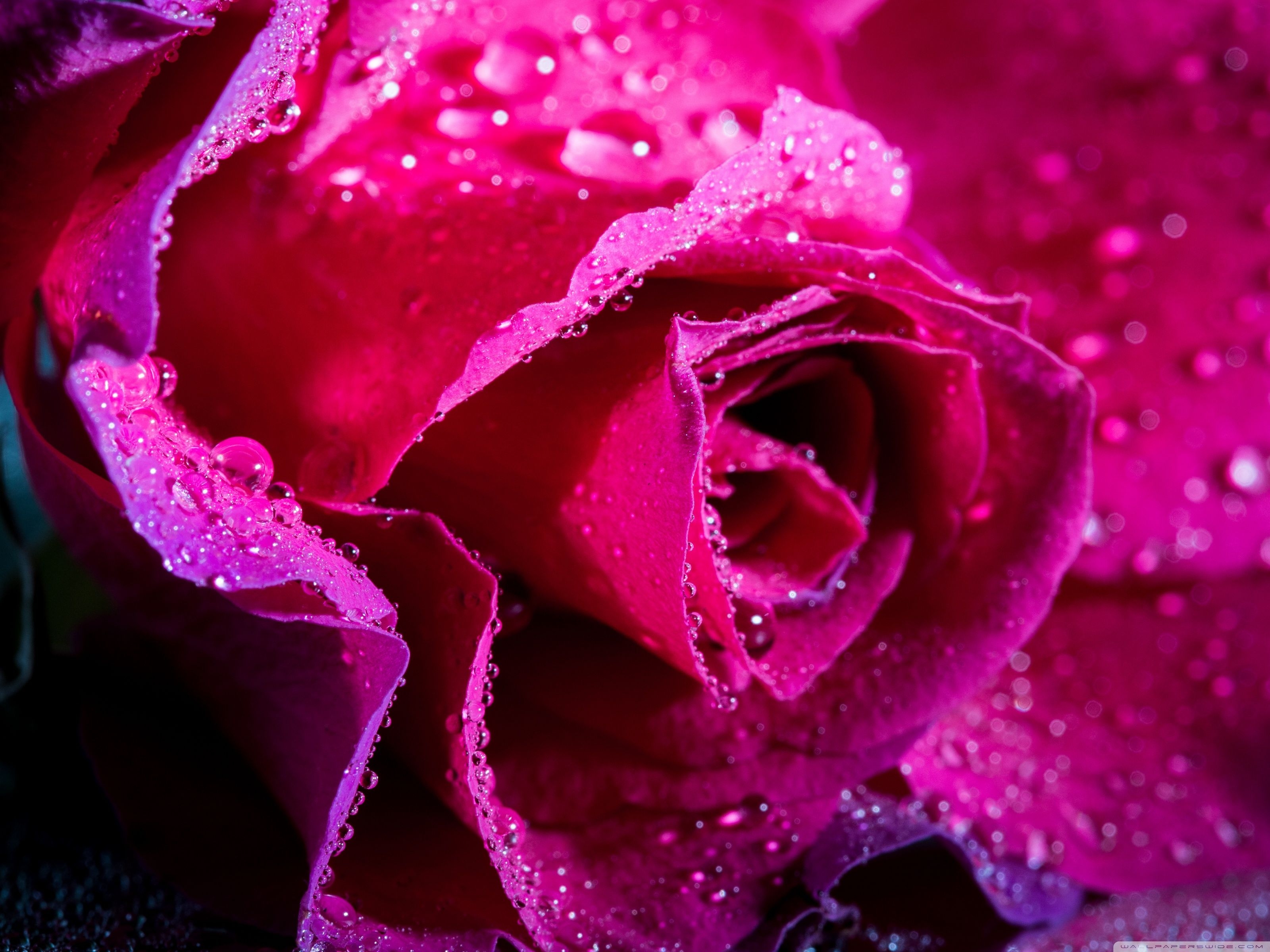 3200x2400 Magenta Roses Wallpaper Free Magenta Roses Background, Desktop