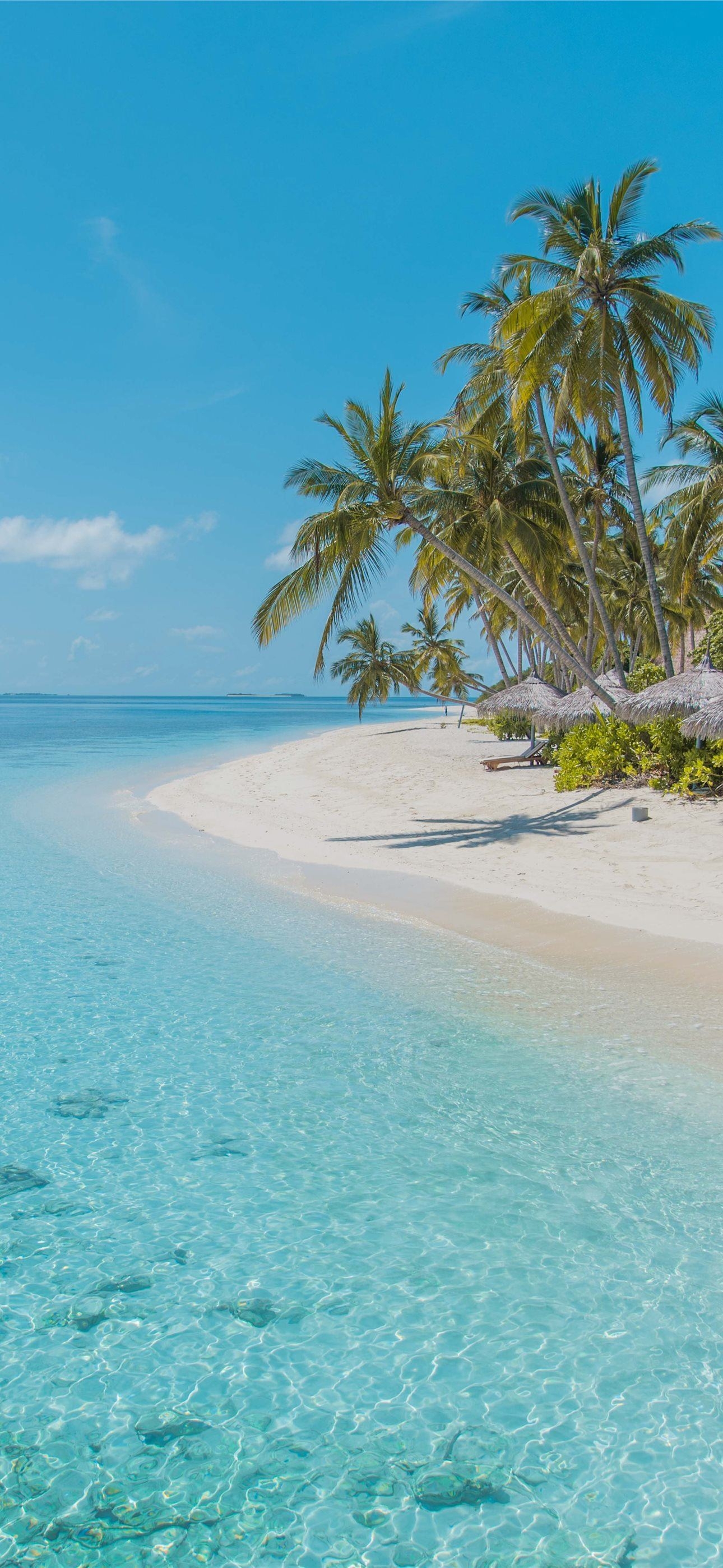 1290x2800 green palm tree on white sand beach during daytime iPhone Wallpaper Free Download, Phone