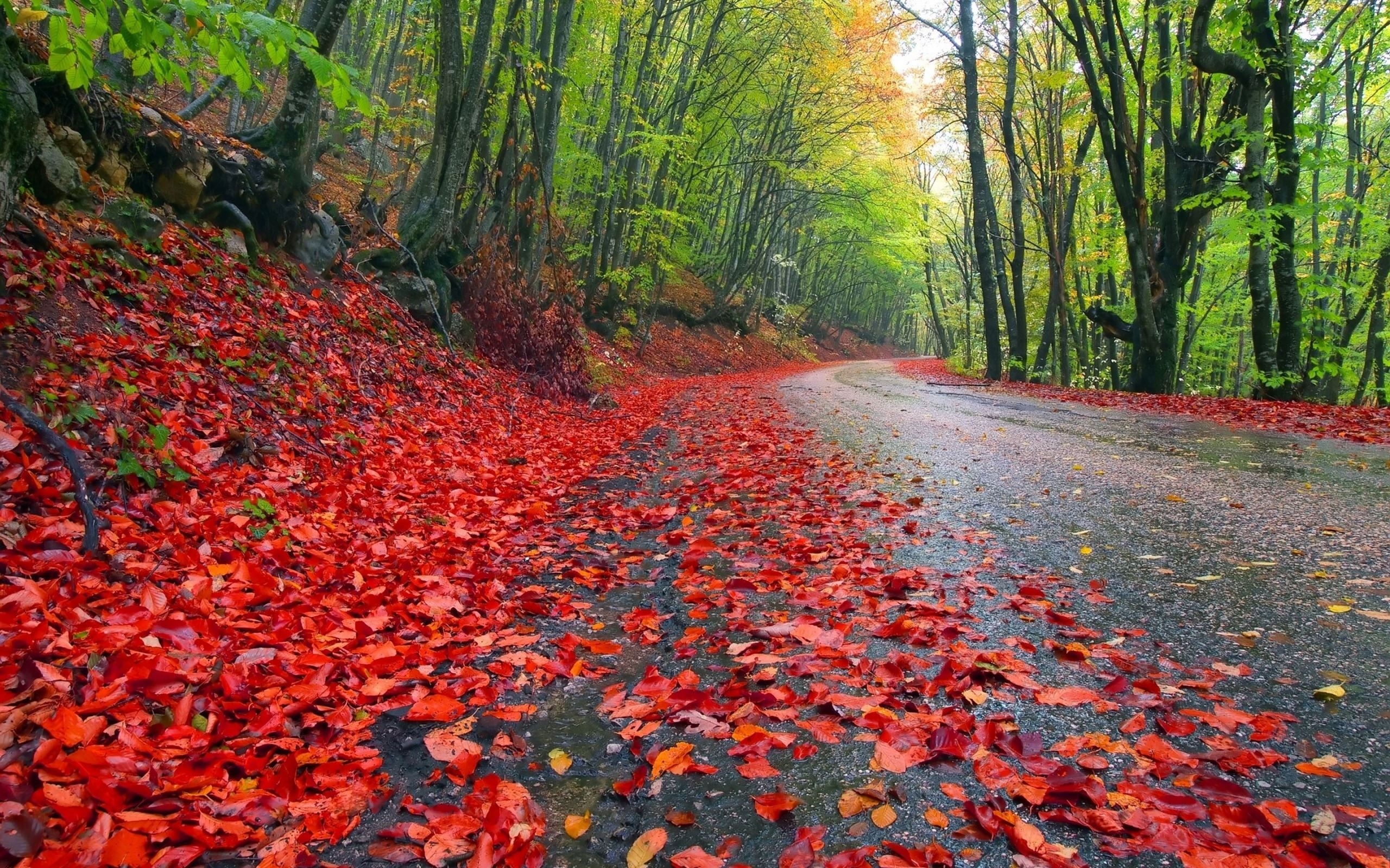 2560x1600 Rainy Autumn Forest Mac Wallpaper Download, Desktop