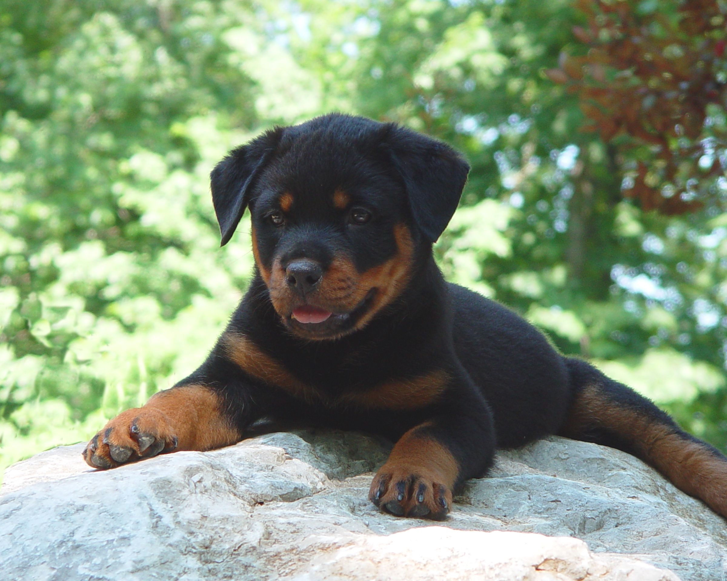 2400x1920 Rottweiler Puppy Wallpaper, Desktop