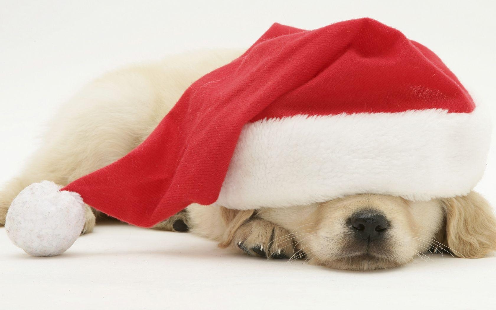 1680x1050 Christmas puppy sleeping in a Santa hat. Christmas Dogs, Desktop