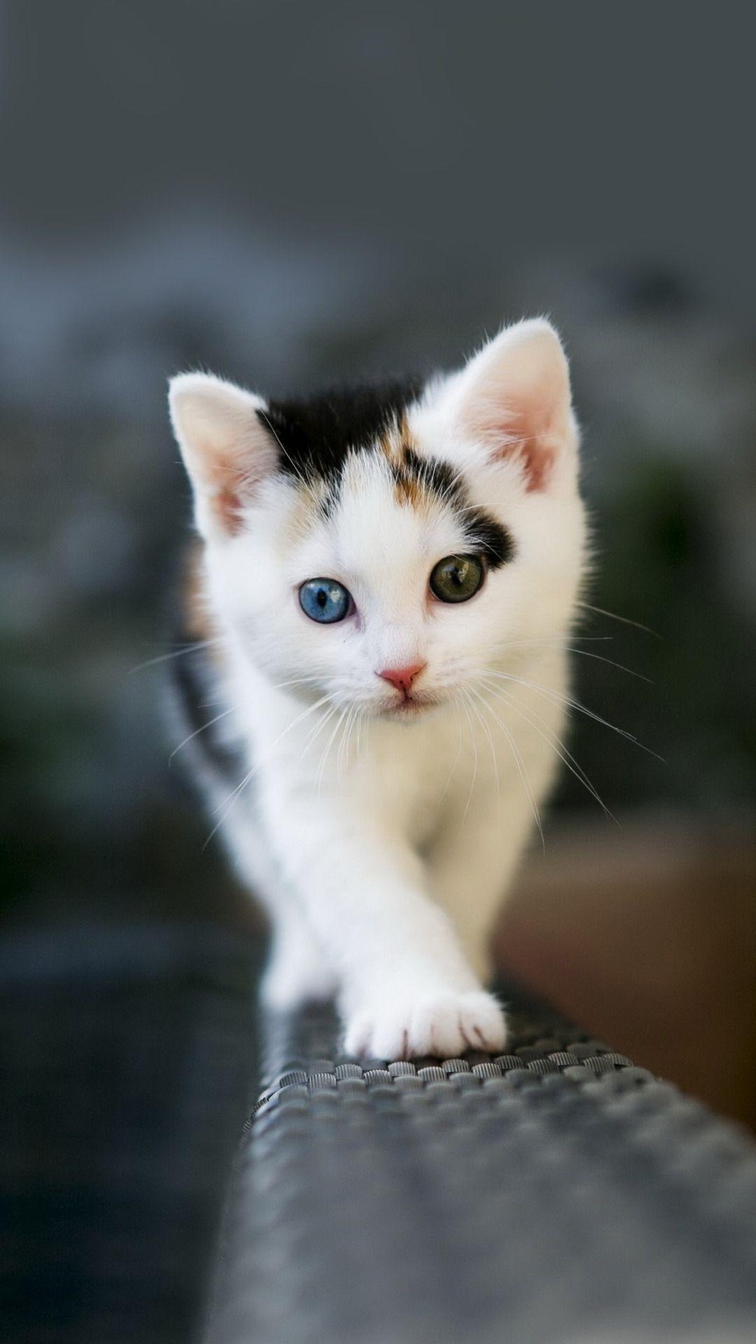 1080x1920 Cute Kitten Wallpaper For Mobile, Phone