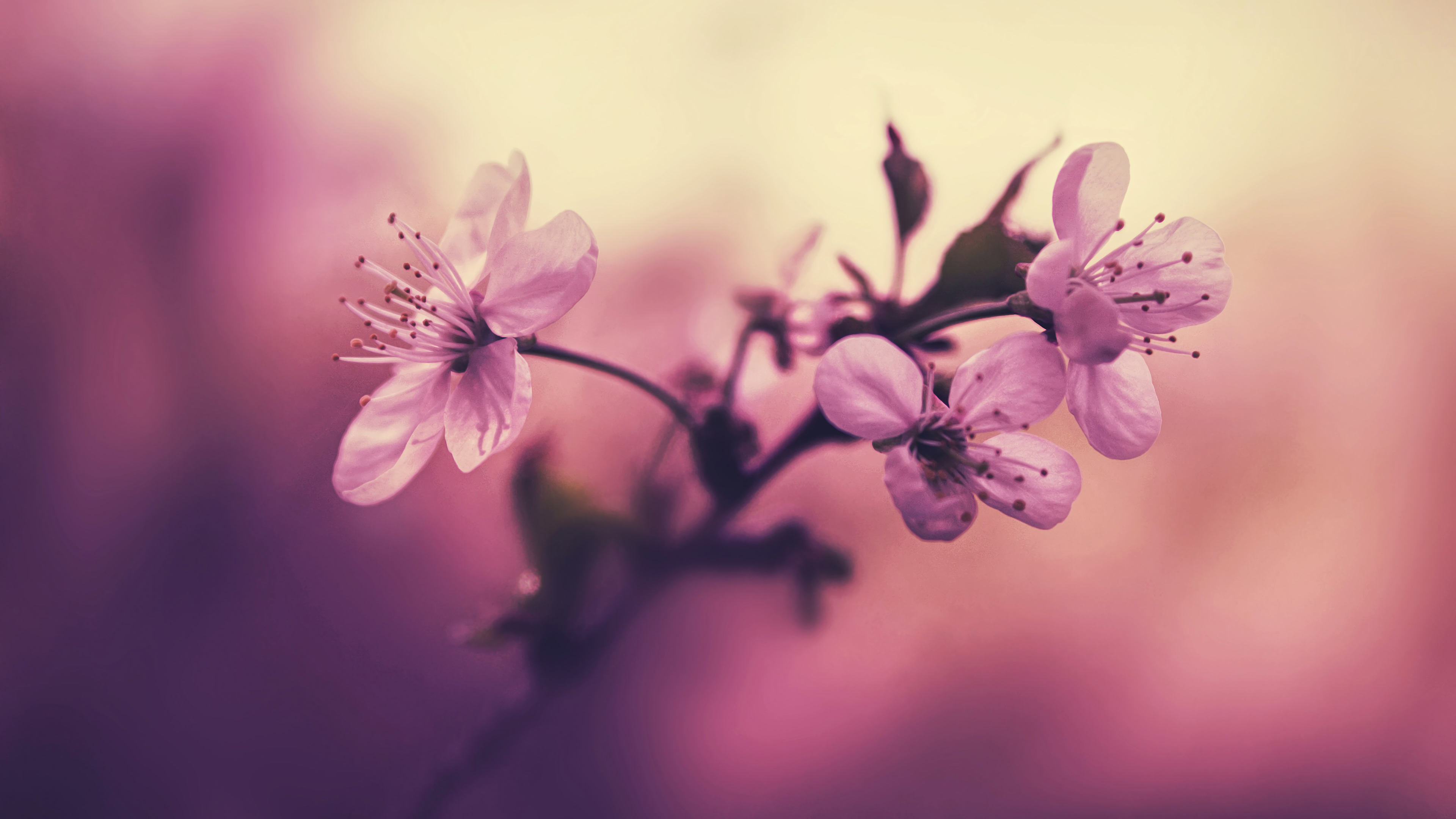 3840x2160 Pink Flower 4K Wallpaper, Desktop