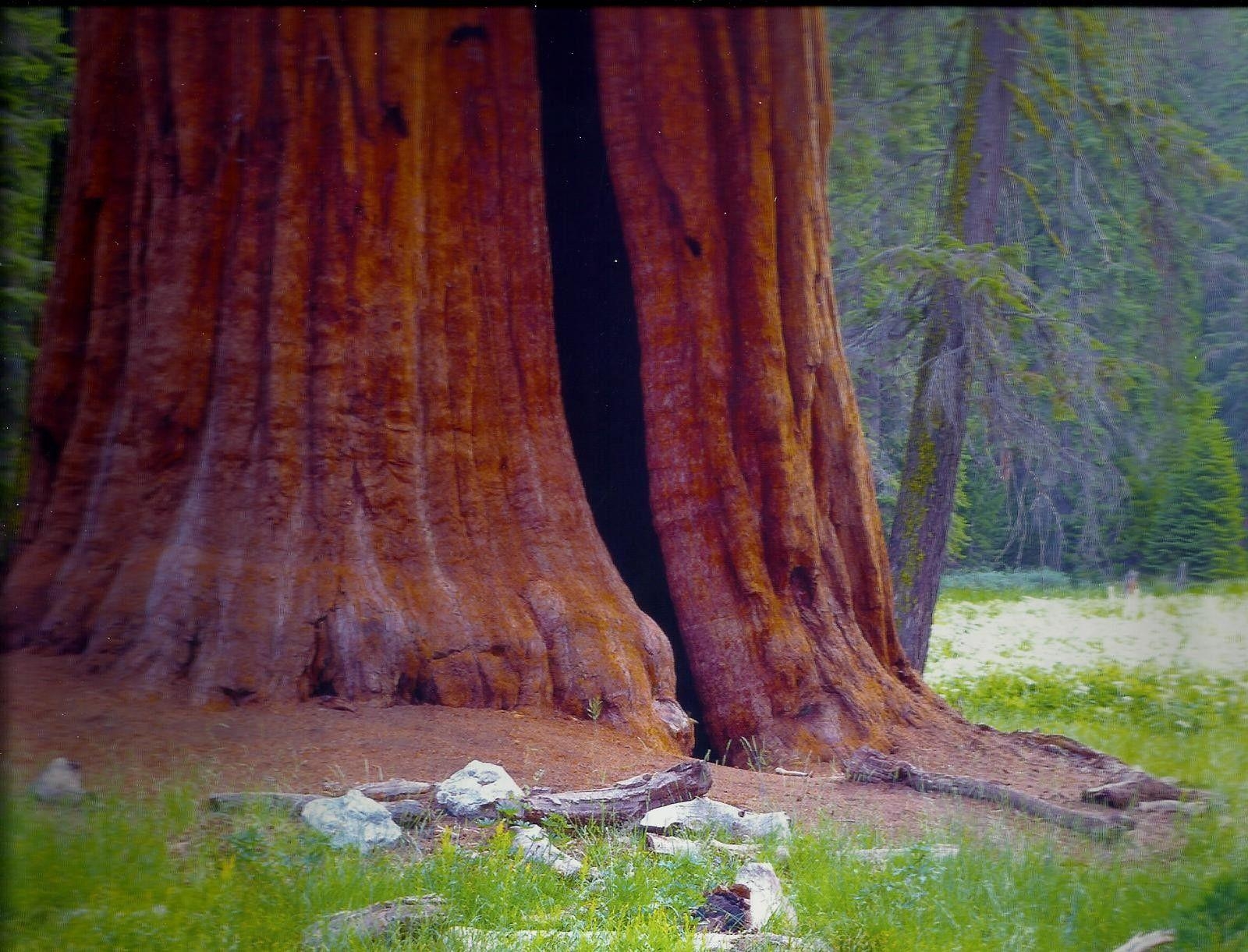 1600x1230 Forest: Sequoia National Park California Forest Tall Trees, Desktop