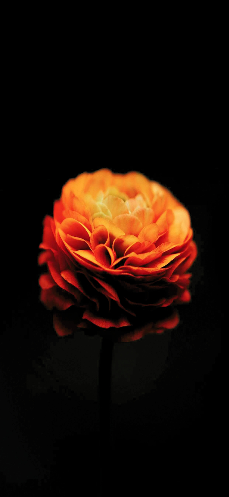 740x1600 Flowers Amoled, Download Wallpaper, Phone