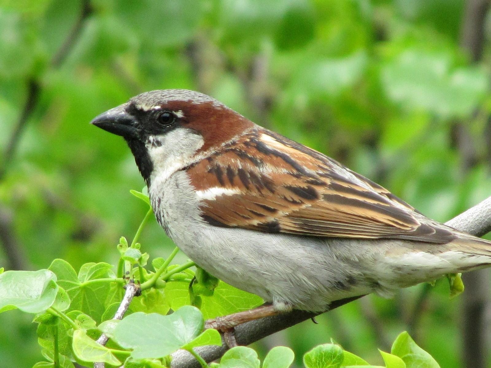 1600x1200 Sparrow Sitting in Tree Wallpaper, Desktop