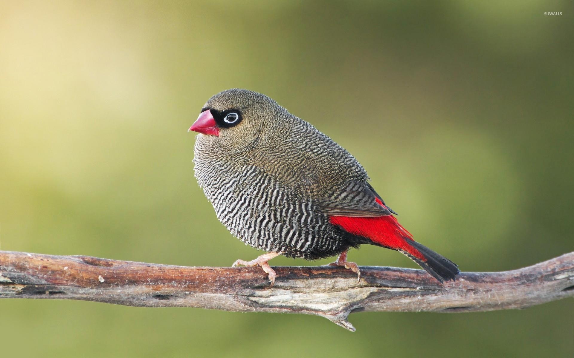 1920x1200 Gouldian finch [5] wallpaper wallpaper, Desktop