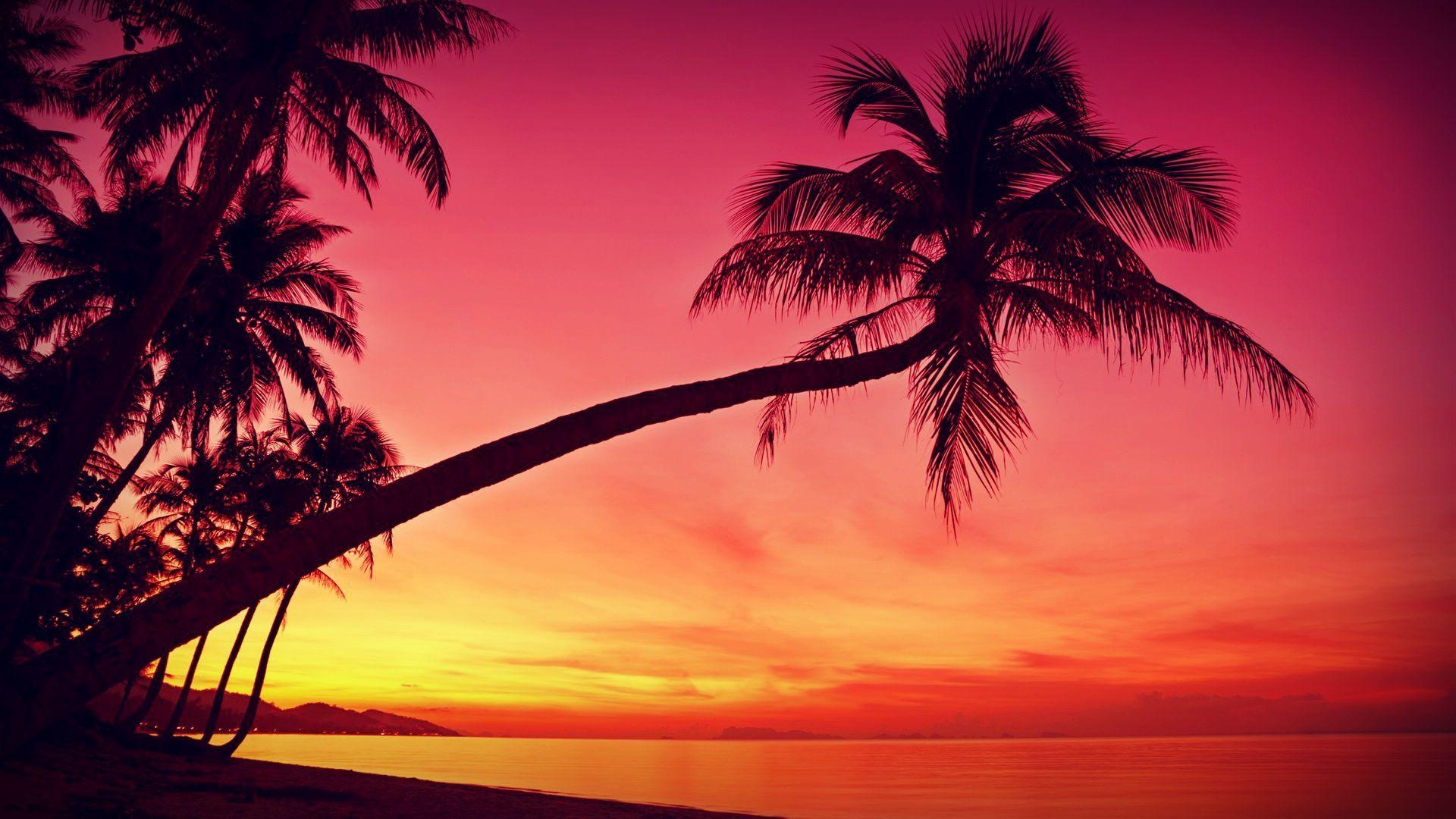 1920x1080 HD Tropical, Sunset, Palm Trees, Silhouette, Beach Wallpaper, Desktop