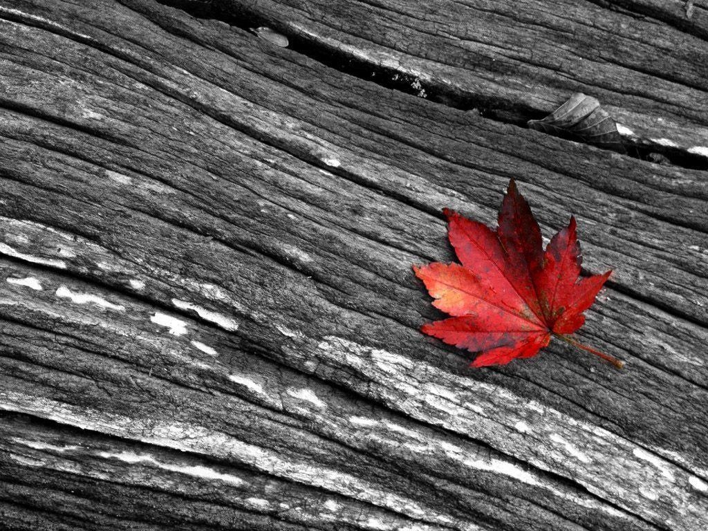 1030x770 Red maple leaf Wallpaper Wallpaper 14455, Desktop