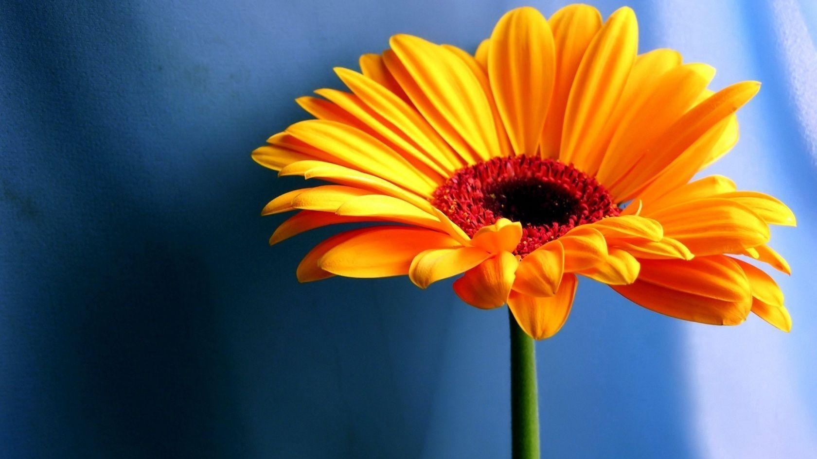 1680x950 Wallpaper For Gt Yellow Flowers Free Download, Desktop