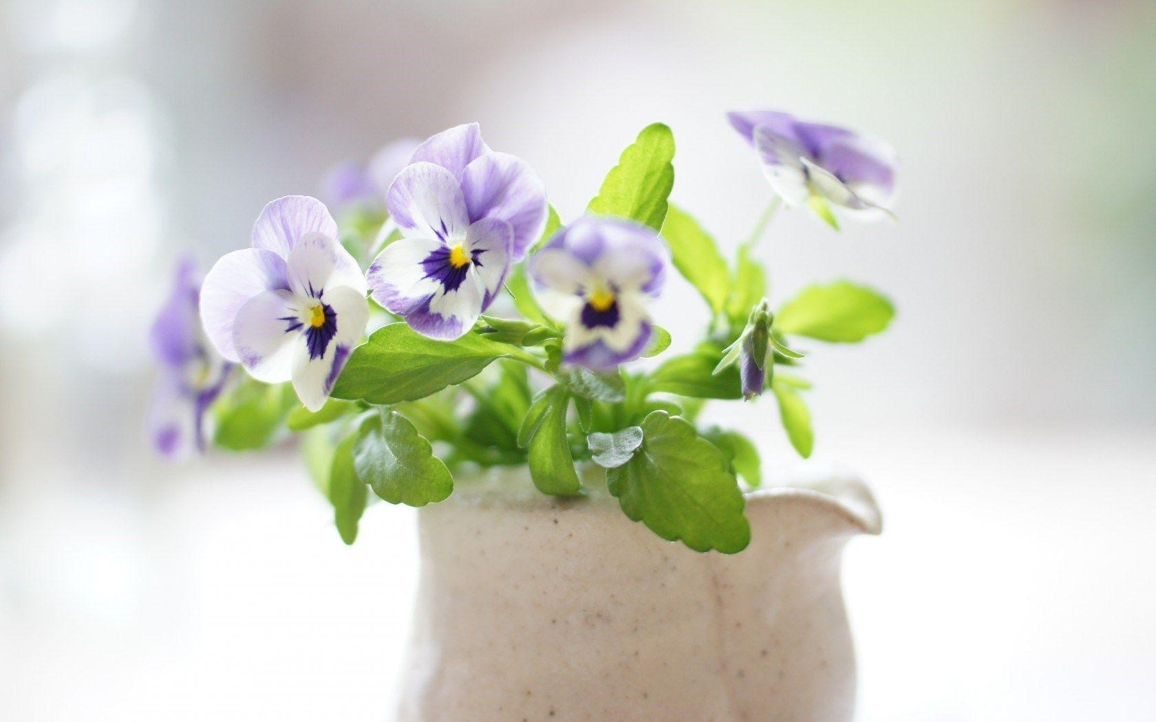 1680x1050 Desktop Wallpaper Pansies Flowers Photography iPhone Wallpaper, Desktop